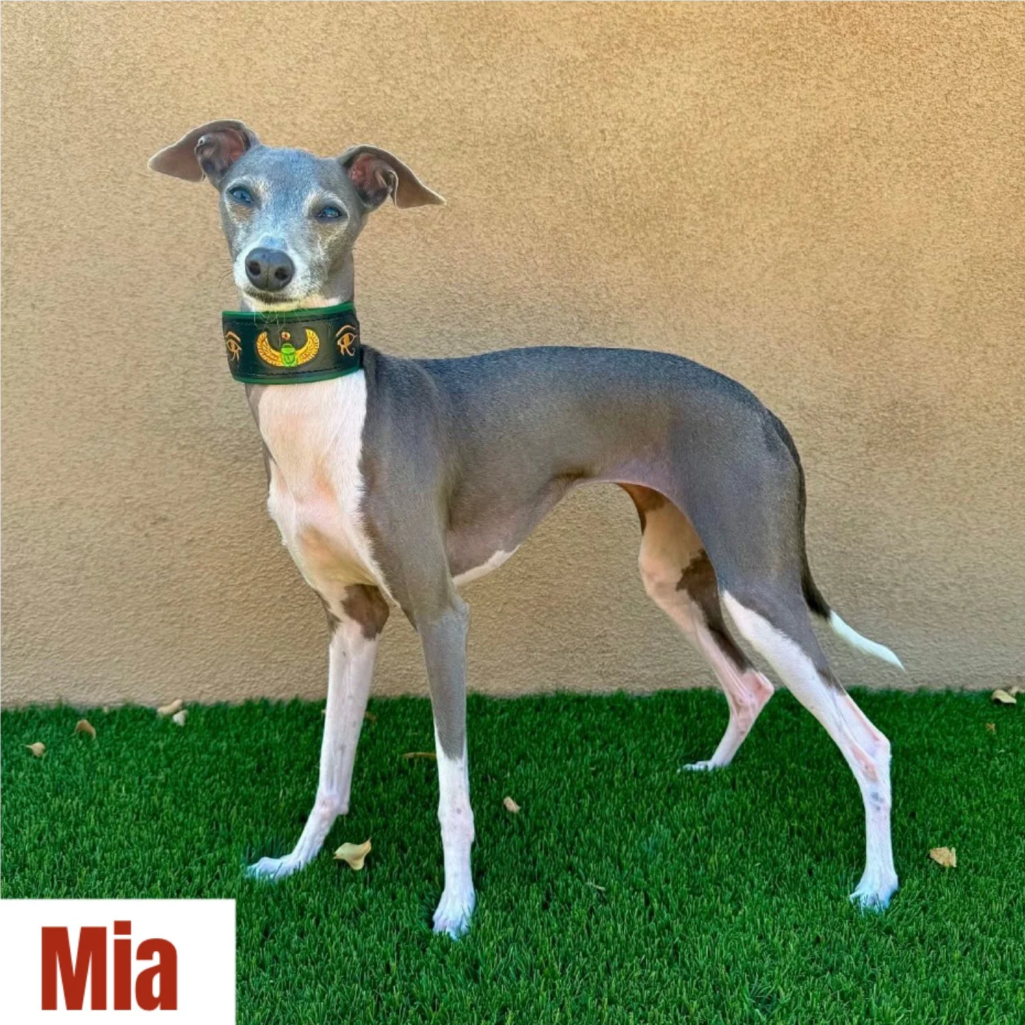 Italian Greyhound, Age: 6 years​, Female, Spayed​, Weight: 11 lbs​