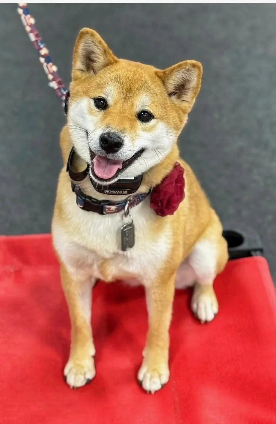 Yuki - sub for Shitake