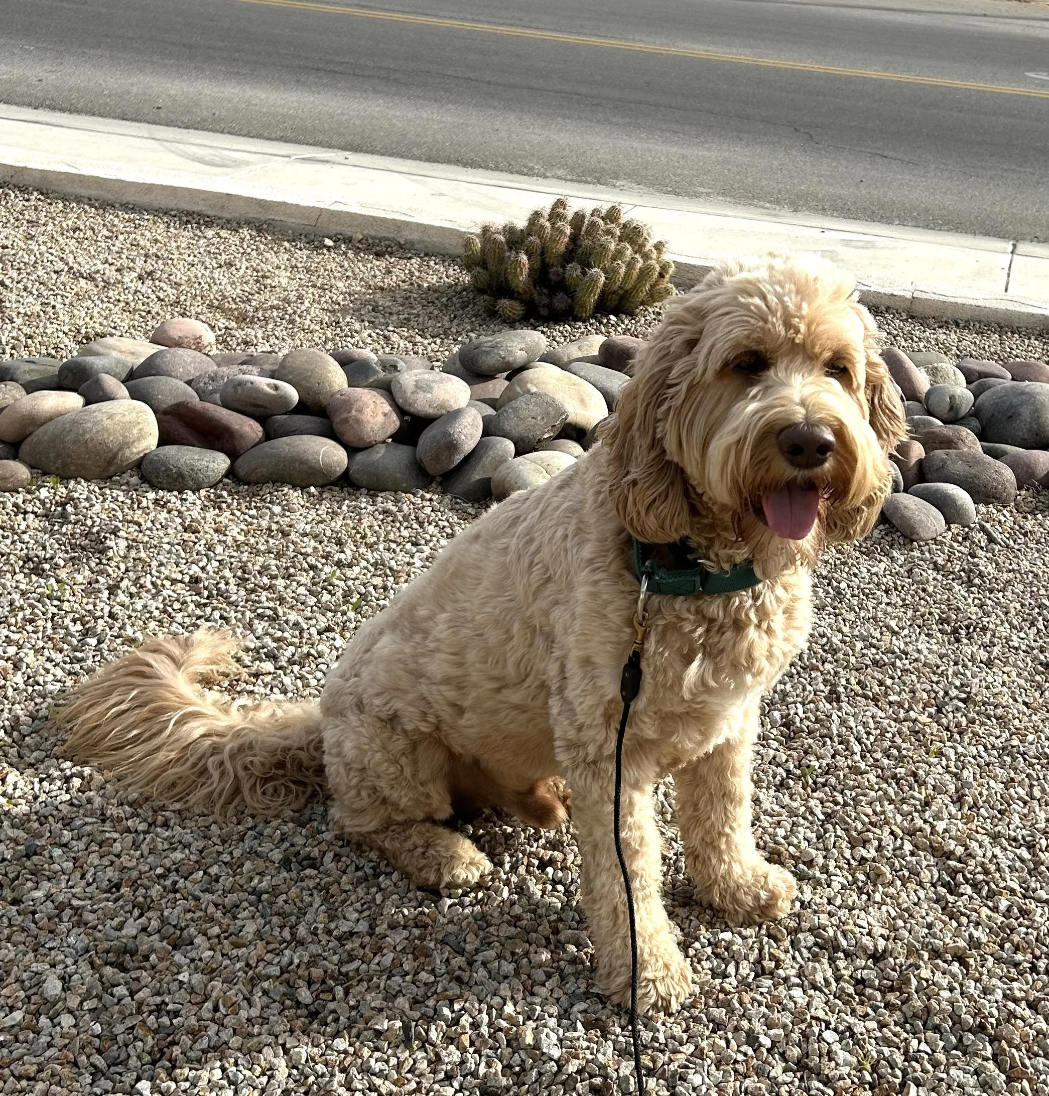 Bisbee - current groom