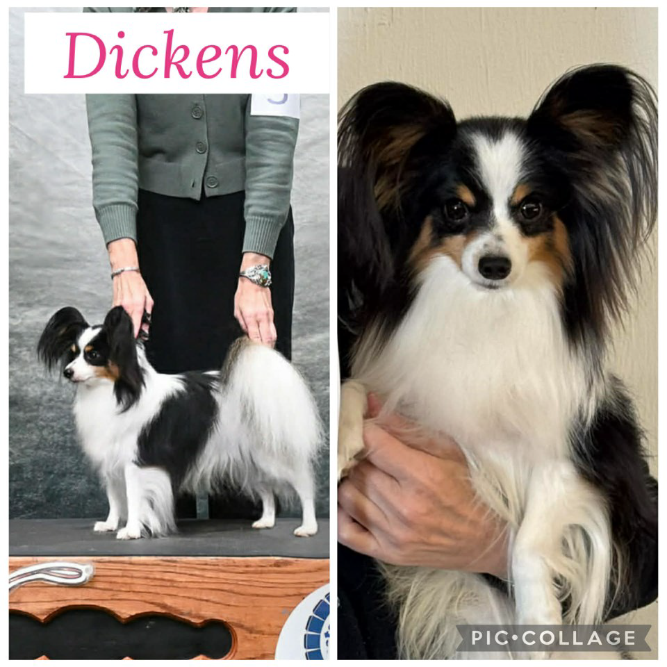 Tri-colored Papillon, Male, intact, 8lbs, 10” Tall.