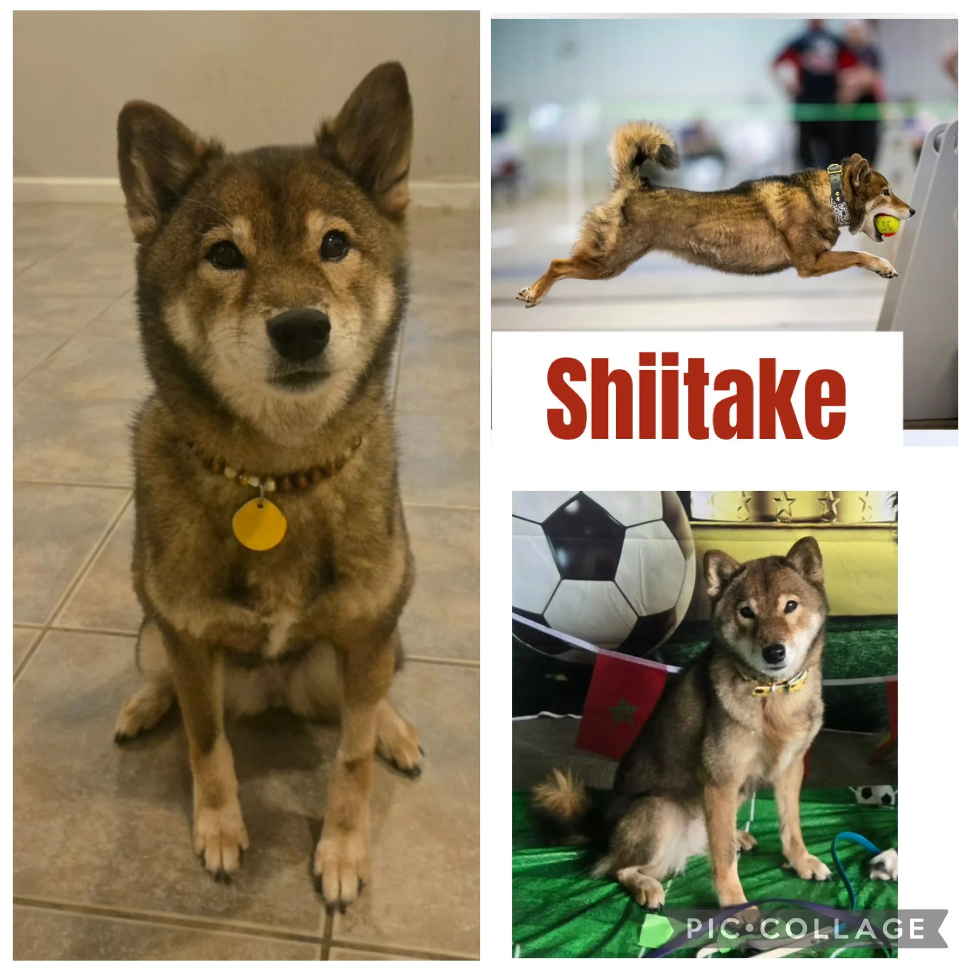 Shiba Inu, Sesame coat