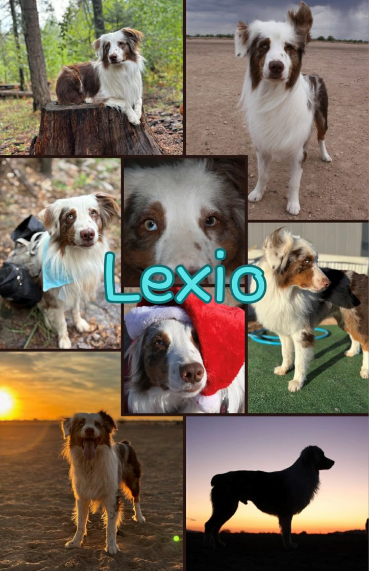 Aussie, Male, neutered, 42lbs, 20” tall. Both eyes are blue & green.