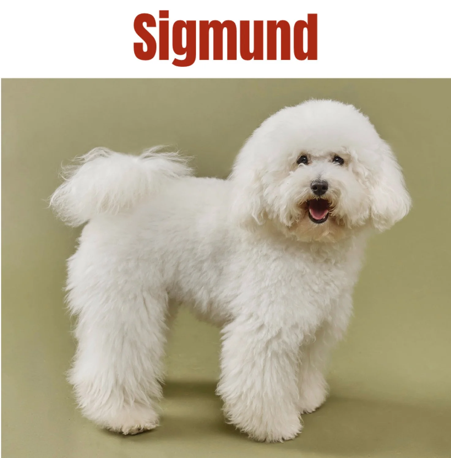 Bichon Frisé