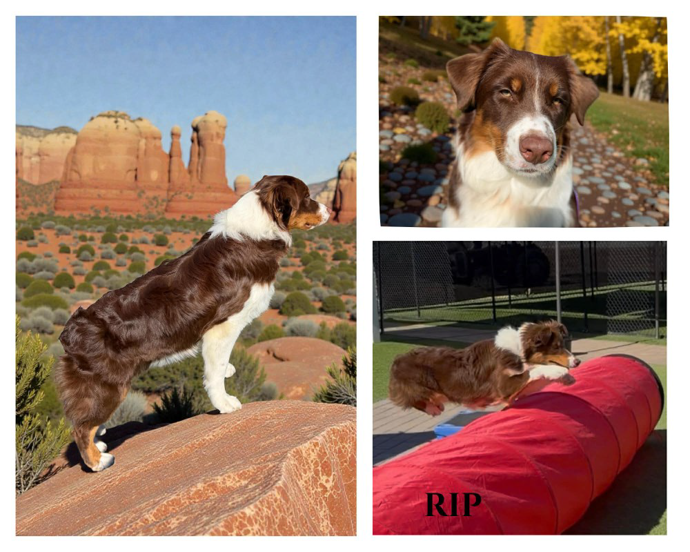 Rip - Aussie, Male, Intact, 50lbs, 22” tall. He is only 6.5 months. Two gold eyes.