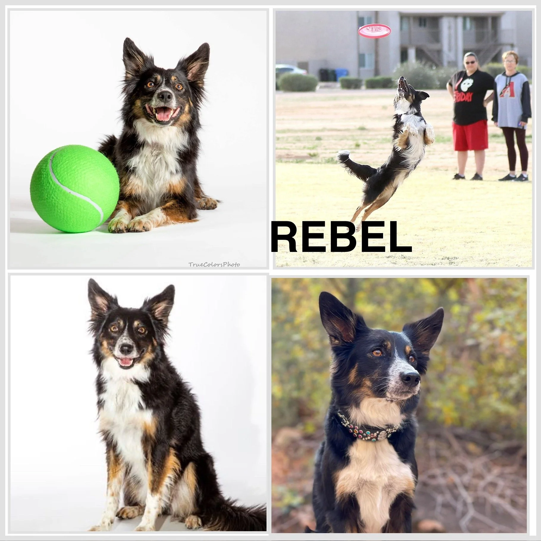 *Suggested for frisbee scene