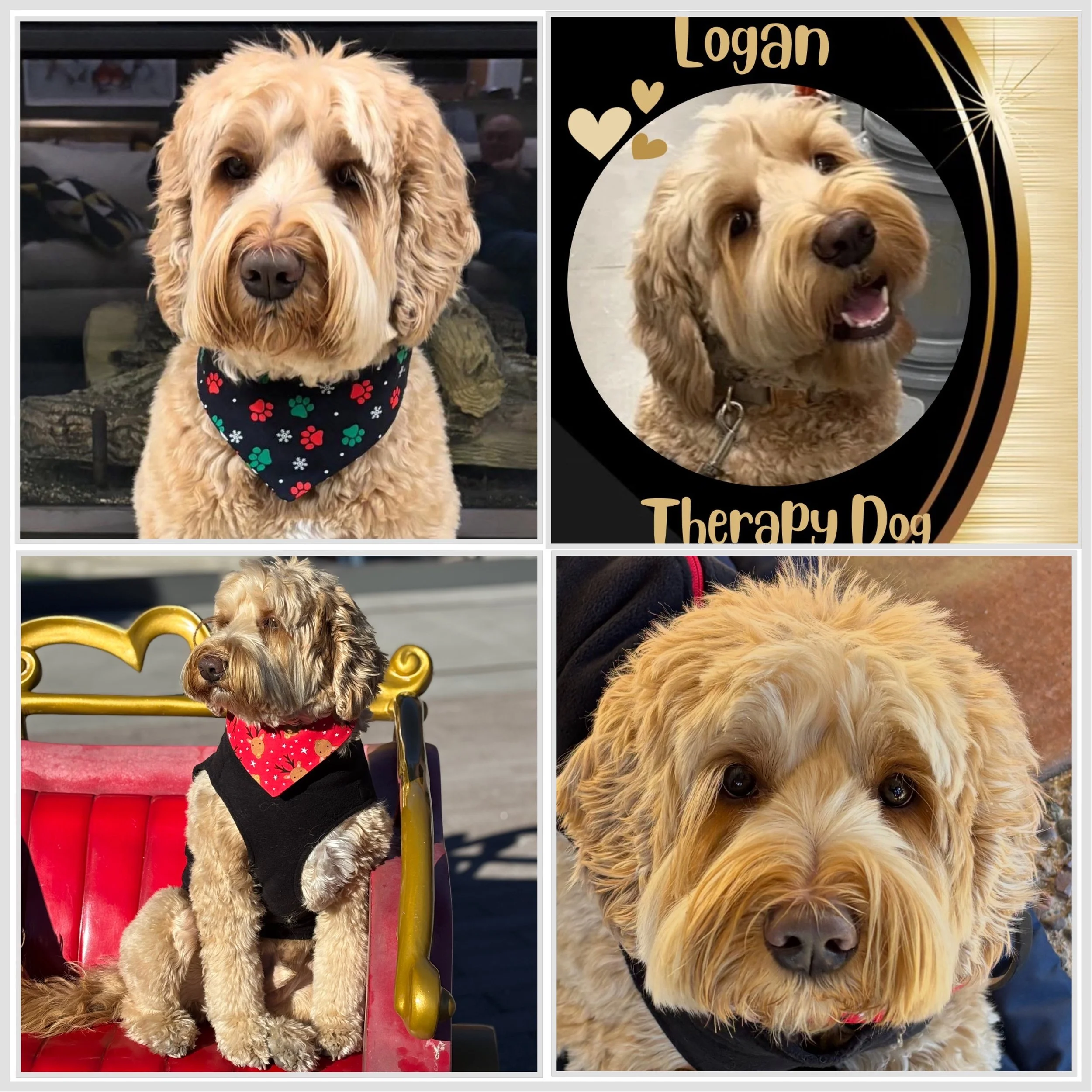 Logan - new Doodle submission