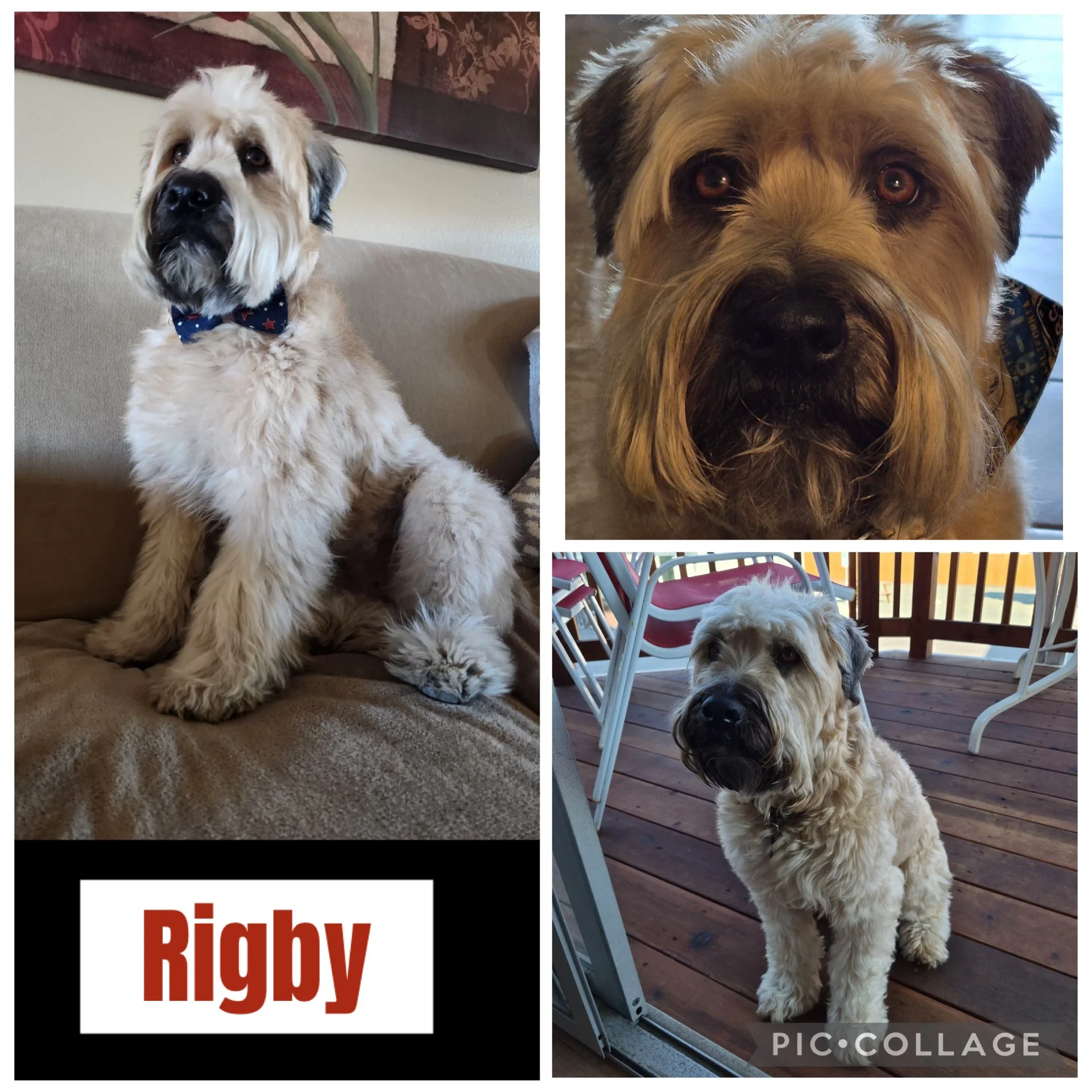 Wheaton Terrier, 31lbs