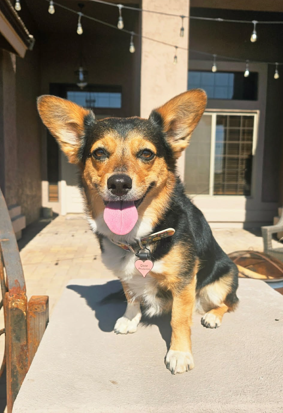 Prudence - Corgi mix,  Female, spayed  25lbs, 12.5” Tall.