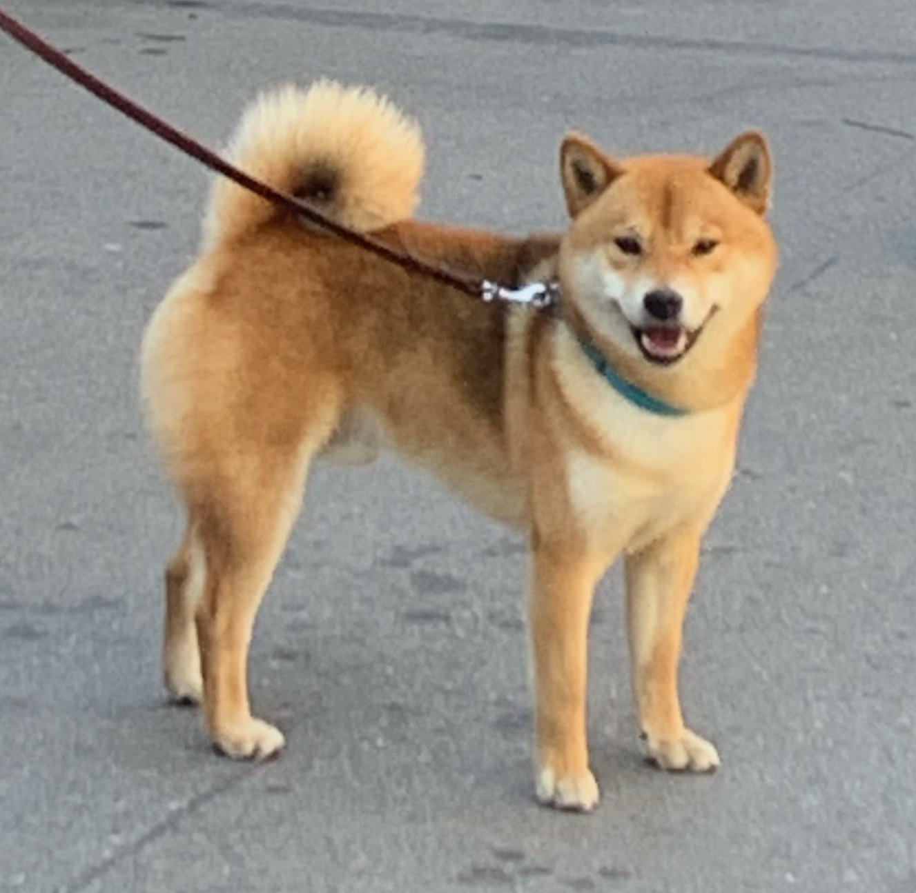 Shiba Inu 