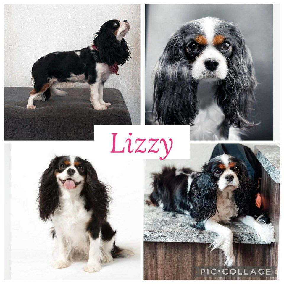 Tri colored Cavalier, Female, spayed, 15lbs, 12” Tall. * Note short body hair as pictured *