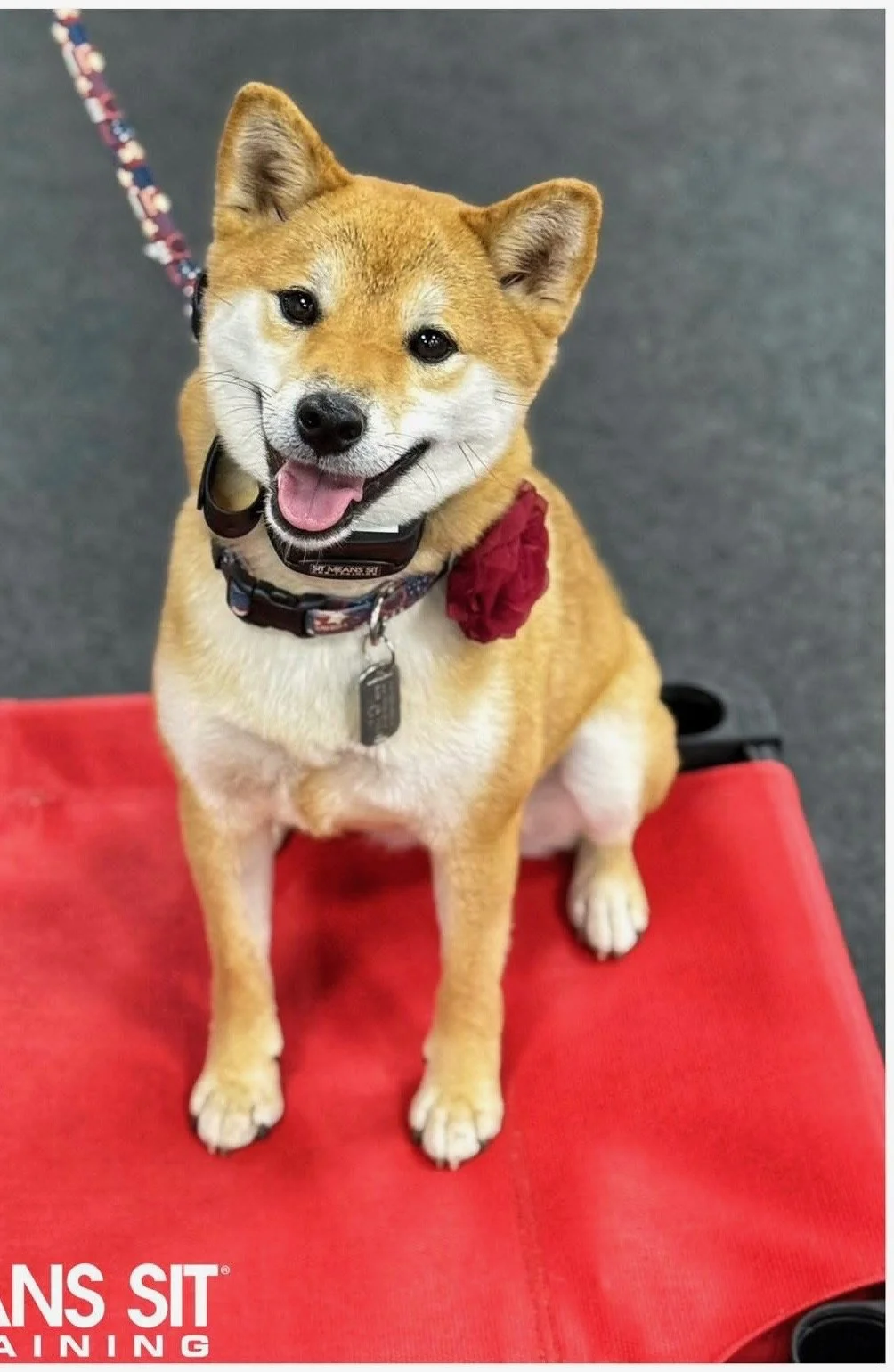 Yuki; 2 years old, Spayed Female, 15lbs, 12in at the shoulder. No set experience; basic to advanced obedience training