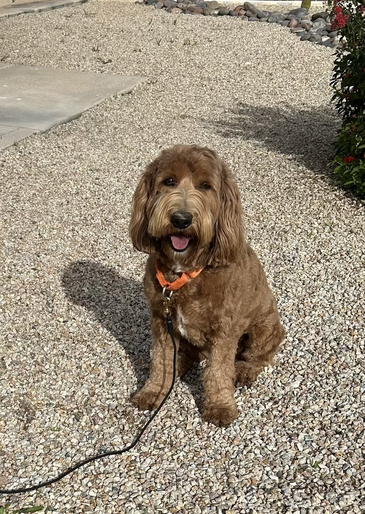 Mesa - current groom