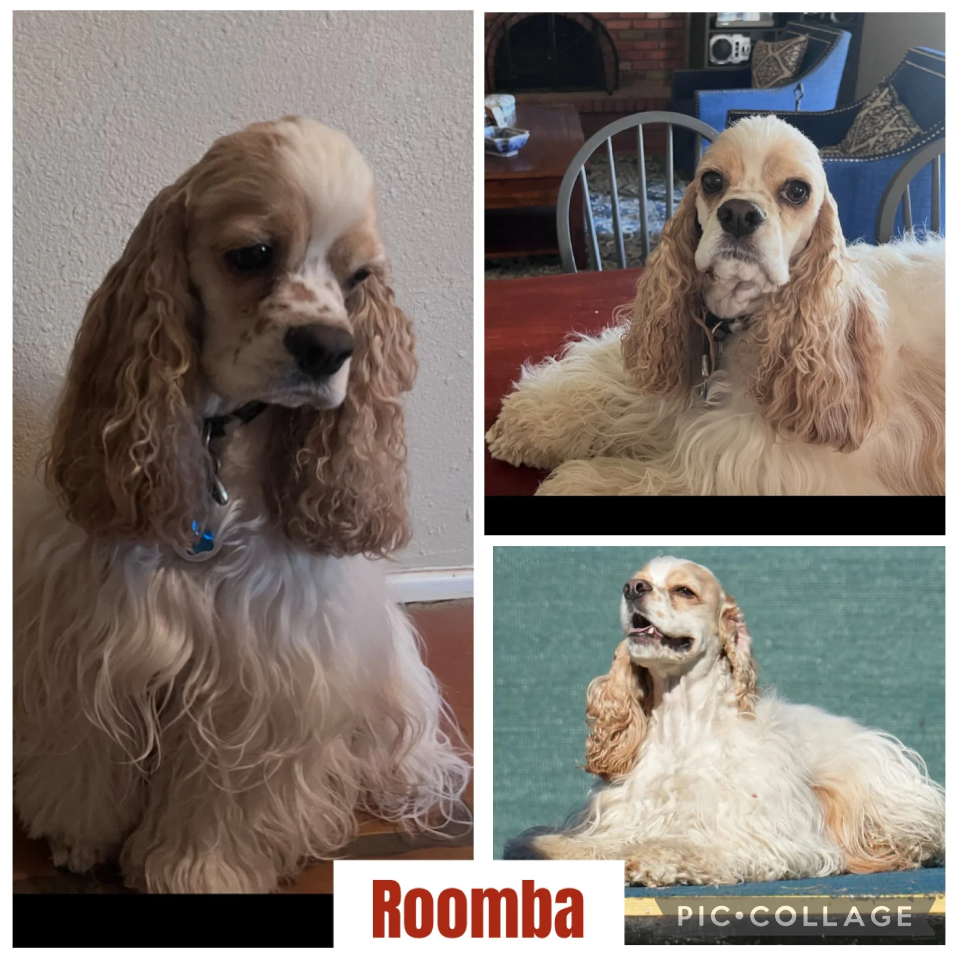 Cocker Spaniel 2