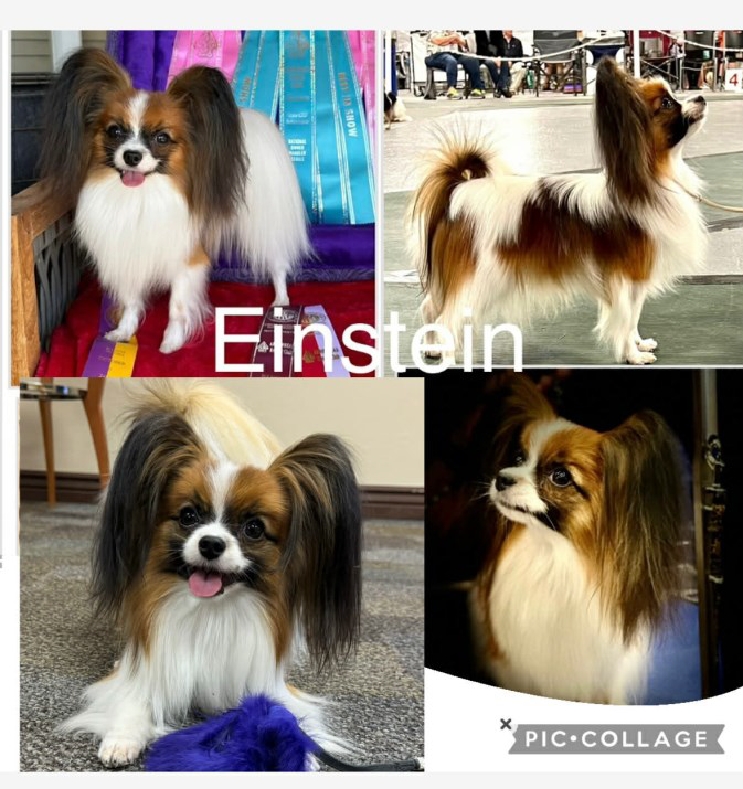 Sable & White Papillon, Male, intact, 4 lbs, 8” Tall. 