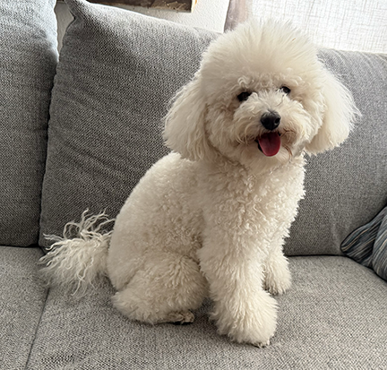 Taken 9/2/26 - already has a grooming appointment for this Friday Sept 4th so would ideally love to know if she is selected before so she can be groomed to their specifications.