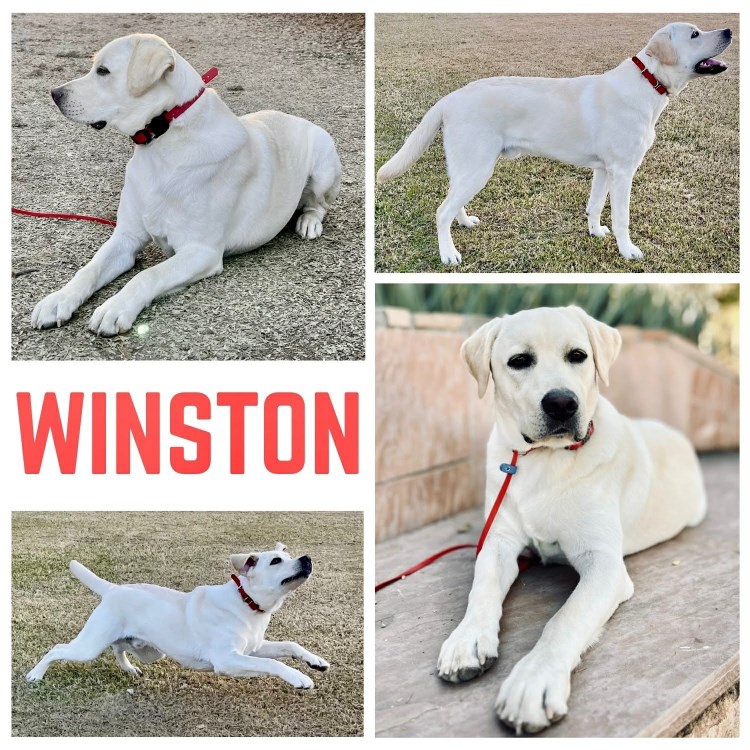 Cream lab, Male, intact, 65lbs, 23” Tall.
* Currently 8 months old *