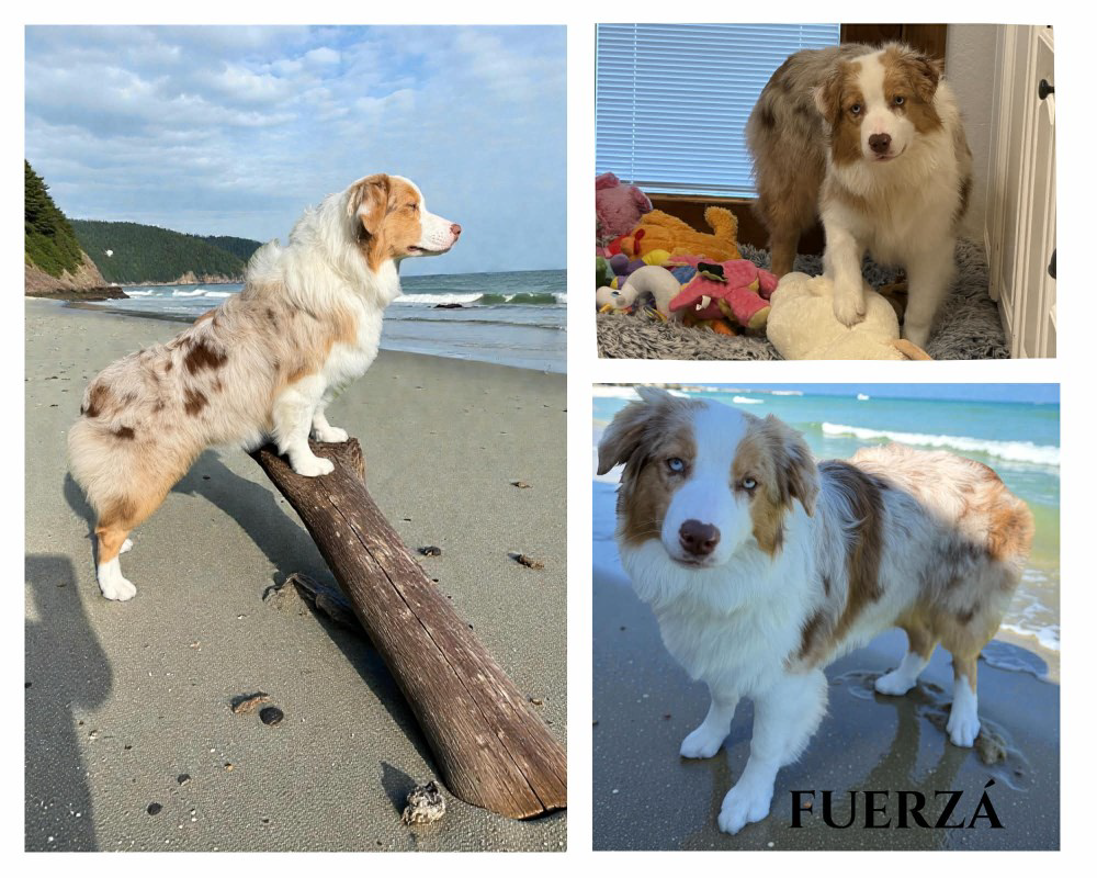 Fuerza - Aussie Female, Intact,  40lbs, 20” tall. She is only 6.5 months. Both eyes have blue & brown.