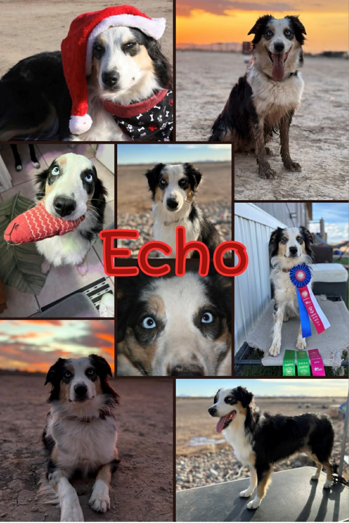 Aussie, Female, spayed, 35lbs, 20” tall. Two blue eyes.