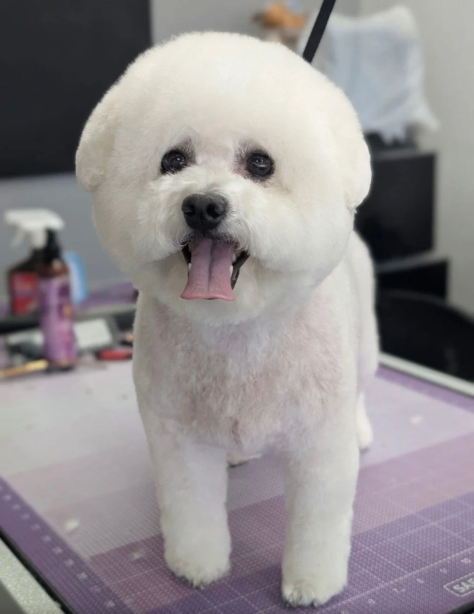 Lily in a fresh groom - has limited training but will eat and is social