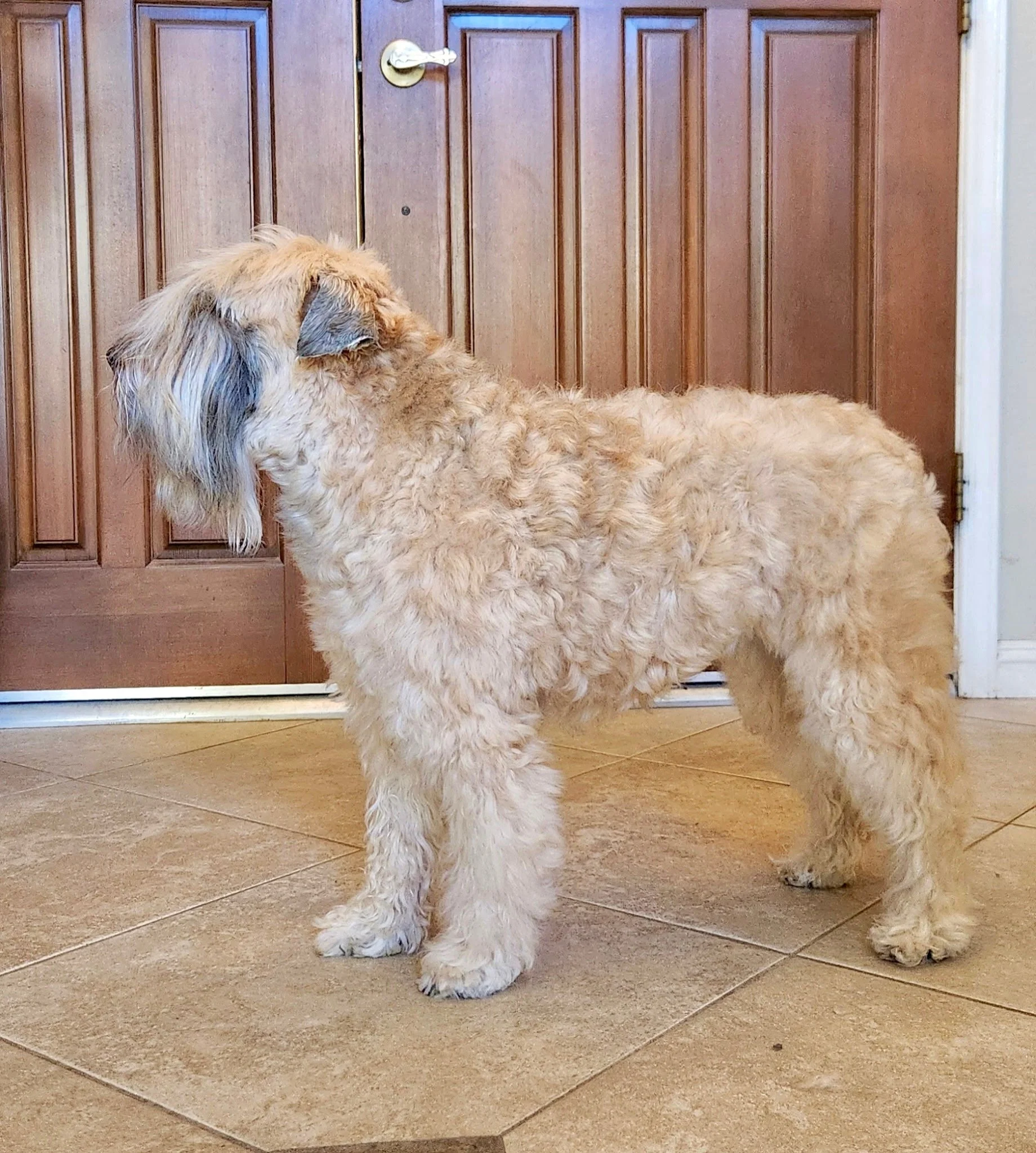 Dog name:  Ellie; Age: 8; Female Spayed; Weight: 34lbs; Height: 17.5 inches at withers; Length:  27 inches from nose to base tail; No Set experience but has obedience  titles and Is used to competition ring; A bit picky with food but can be persuaded