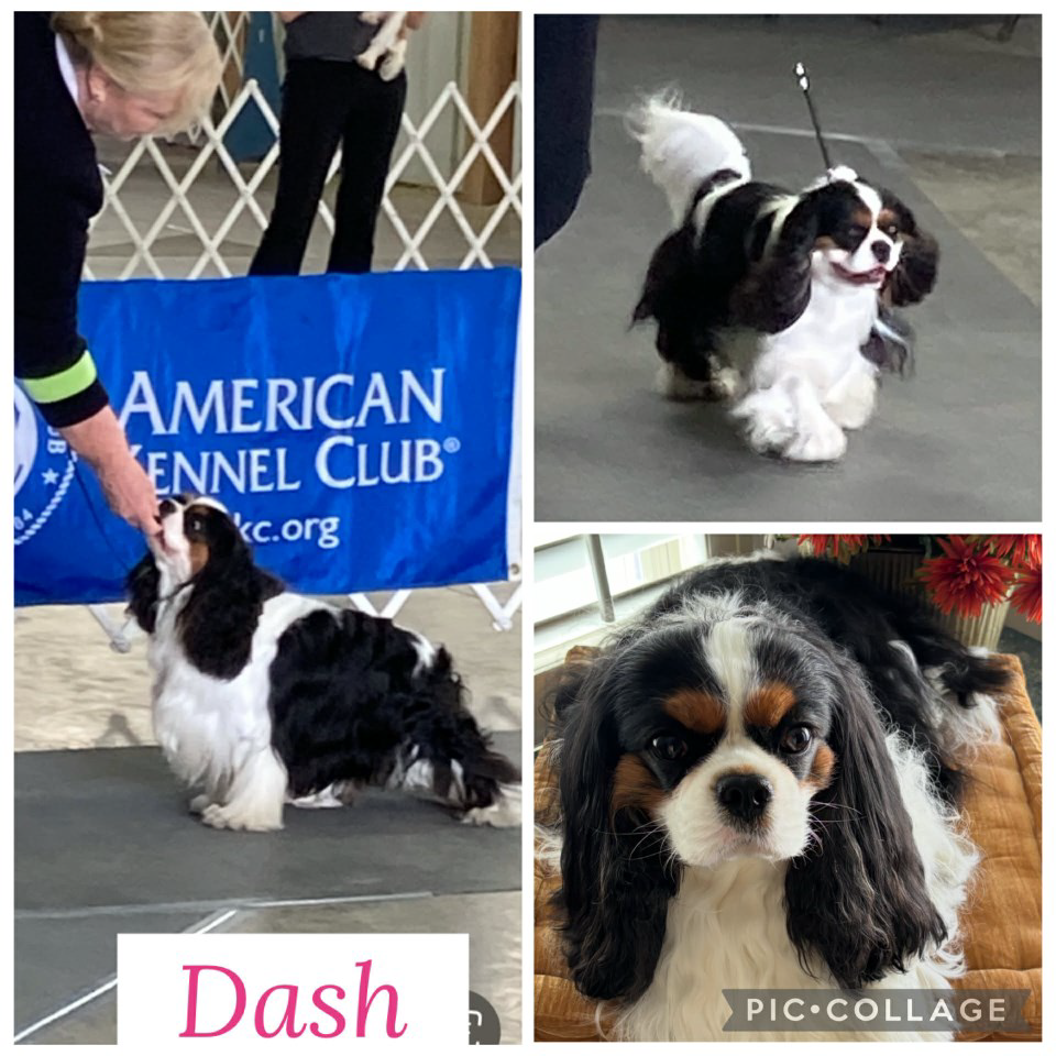 Tri colored Cavalier, Male, Intact, 25lbs, 12” Tall. 
* Note long body hair as pictured *