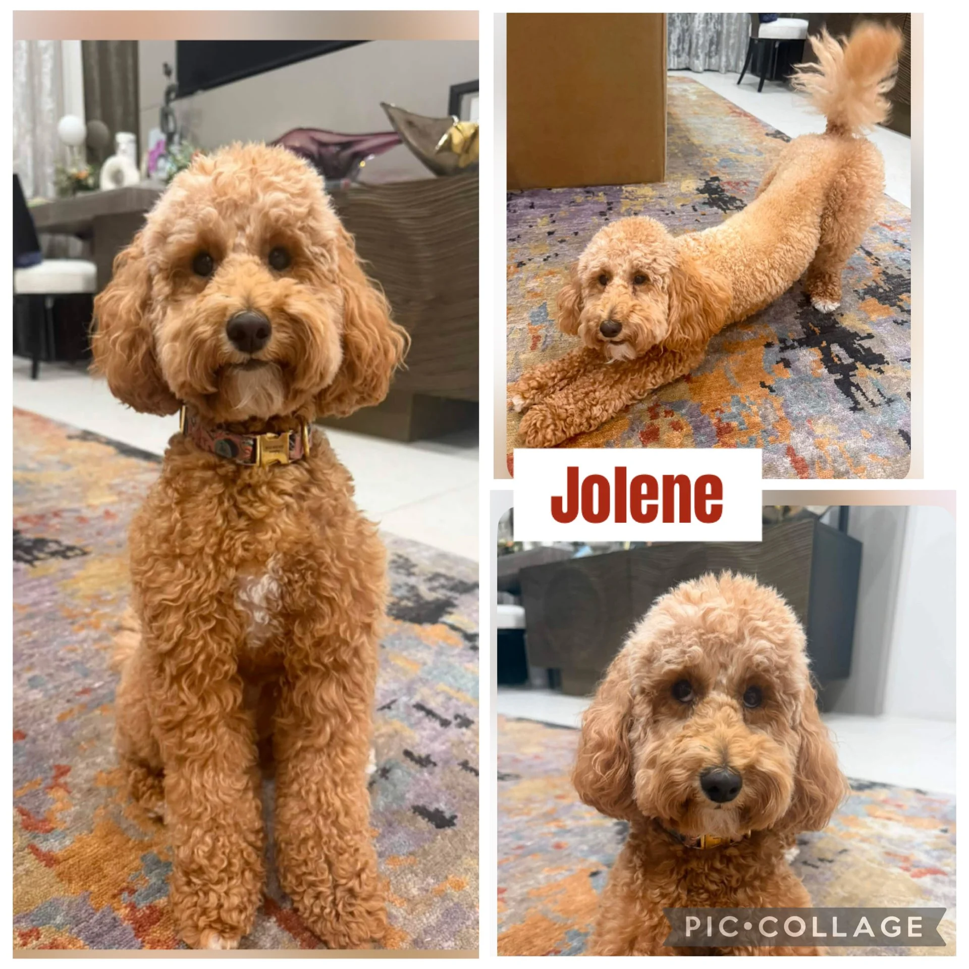 Poodle, 11 lbs. owner will groom however we need. These photos were all taken 8/31/26