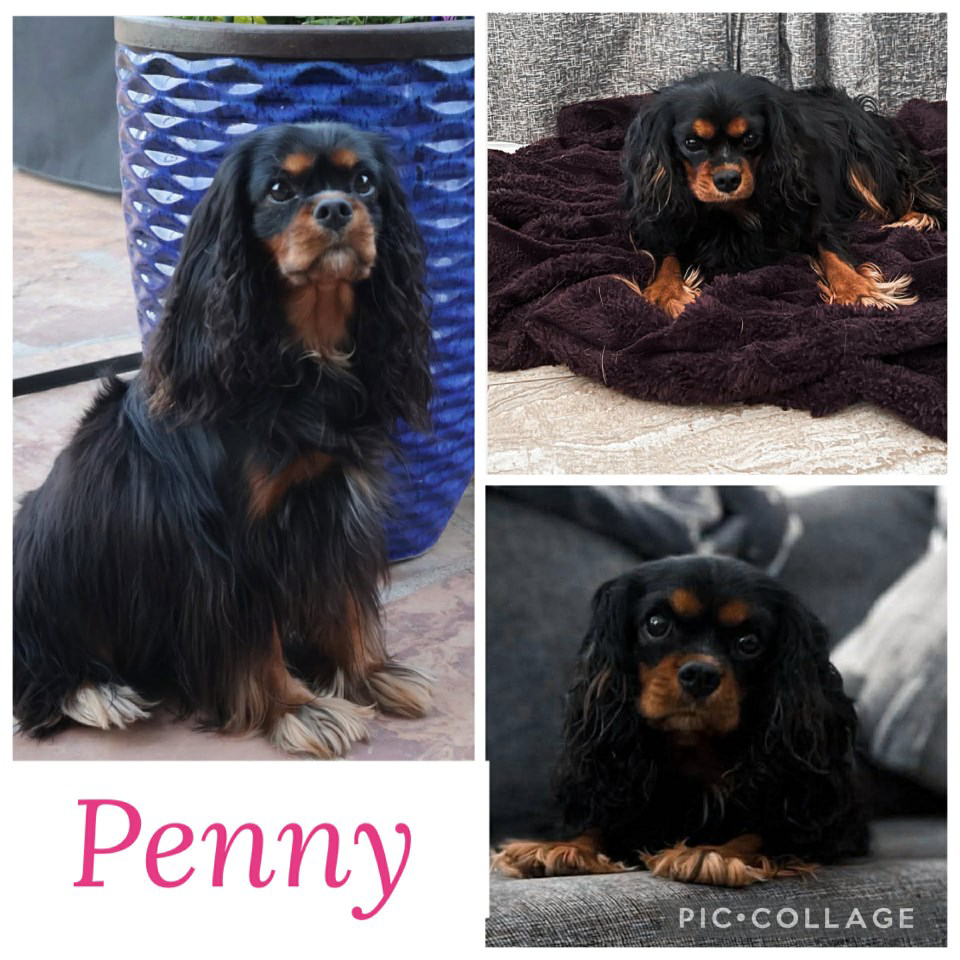 Black & Tan Cavalier, Female, spayed, 14lbs, 12” Tall.