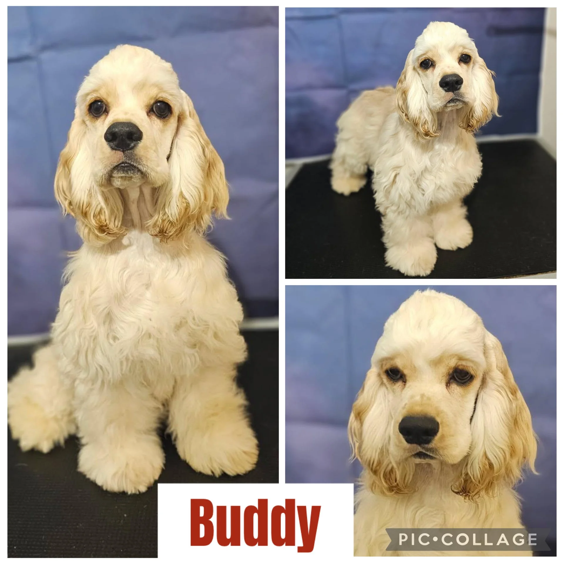 Cocker Spaniel 1