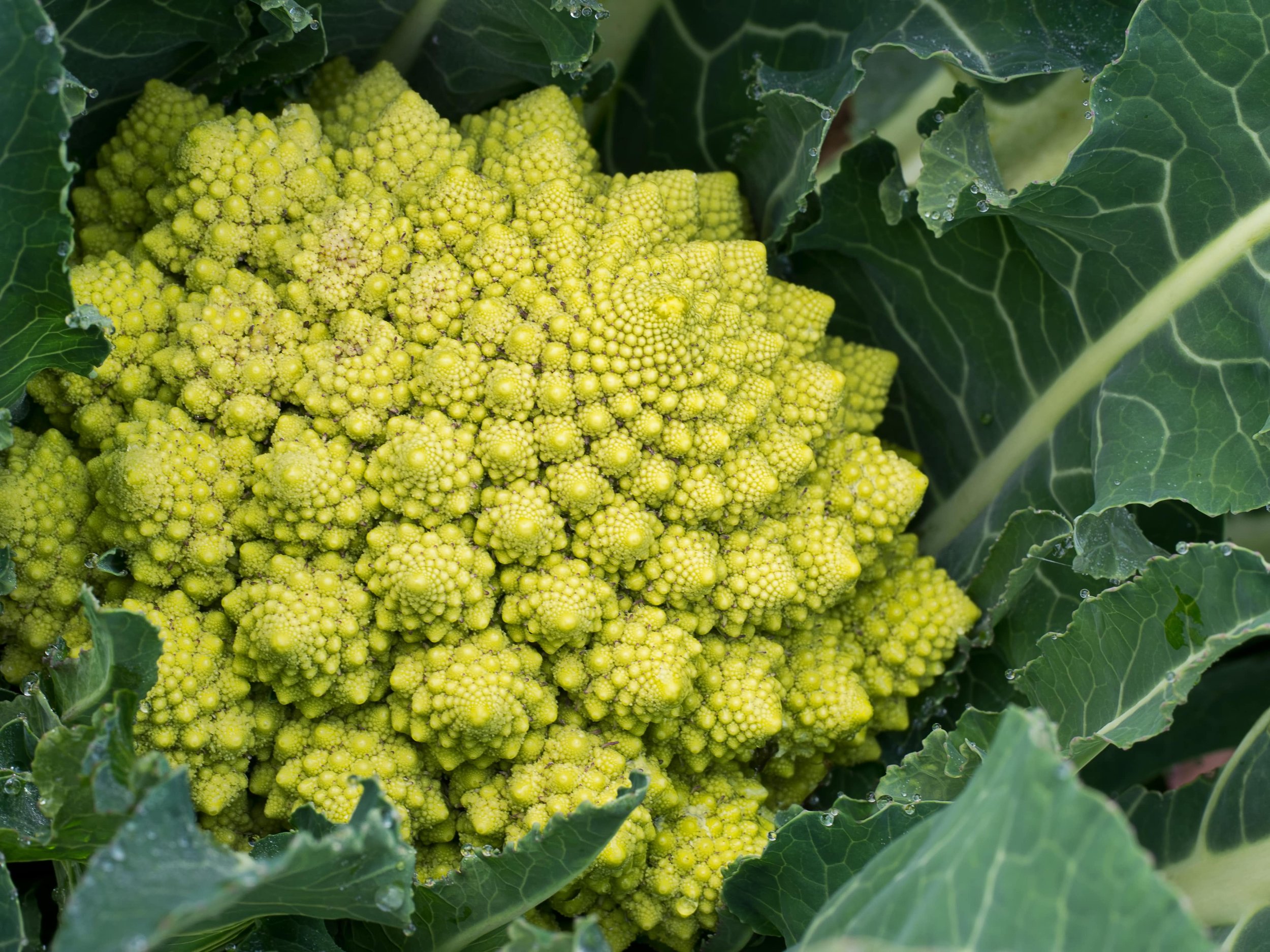 Romanesco