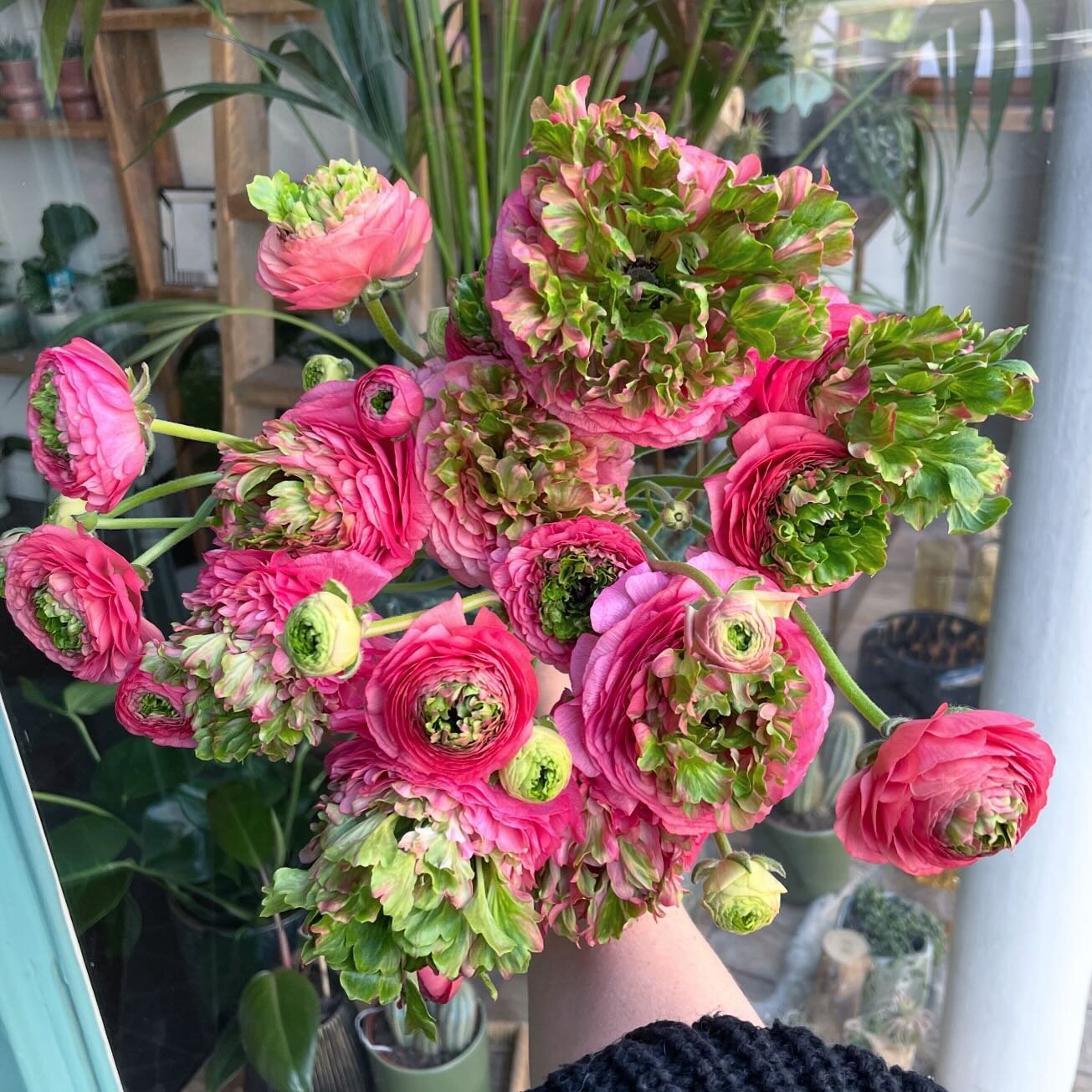 Ready for march! 🌺🌷

#ranunculus #flowers #springflowers #onesixqueens #florist #floraldesign #flowerstagram #buckhursthill #flowersofinstagram #loughton #chigwell #woodfordgreen #hellospring #flowershop