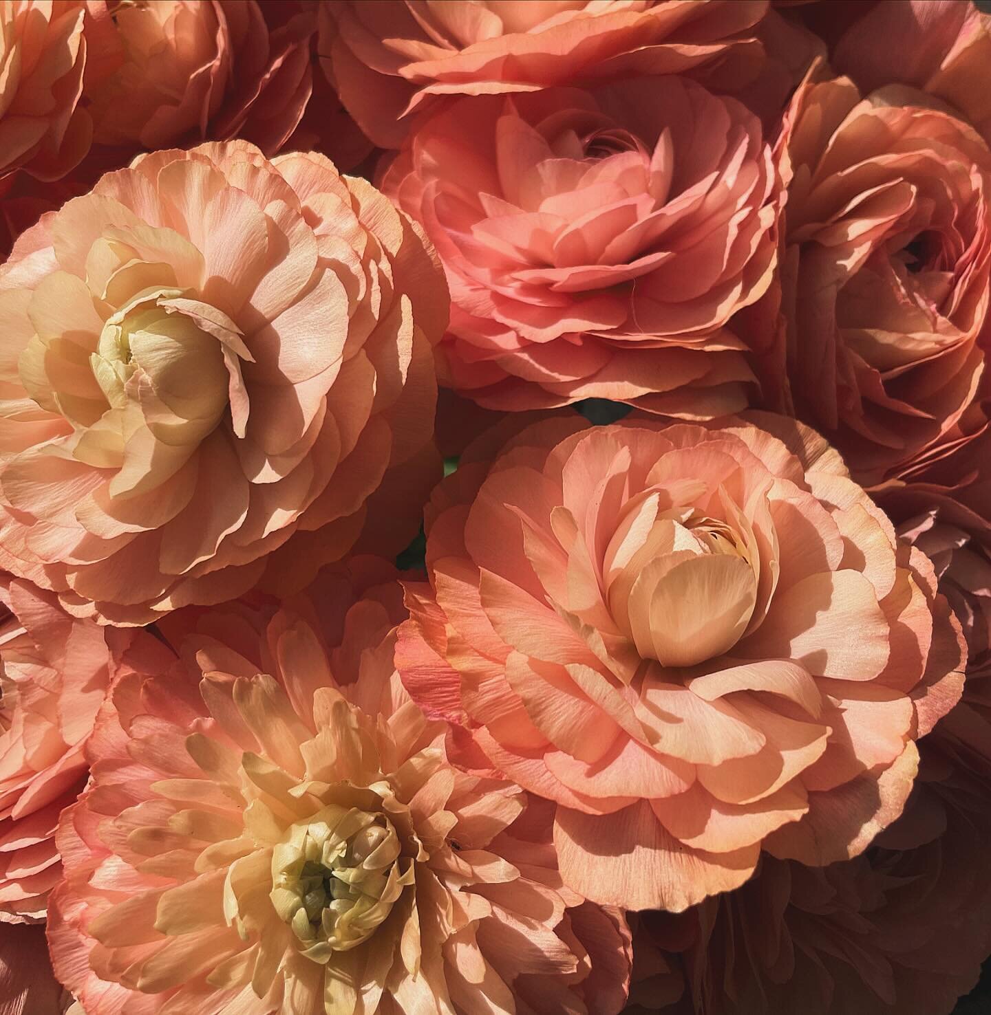 Spring day 2! Thought these grand pastel ranunculus deserved a close up 🧡

#onesixqueens #florist #spring #springflowers #ranunculus #buckhursthill #floraldesign #flowerstagram #loughton #chigwell #woodfordgreen #flowersofinstagram #firstdayofspring