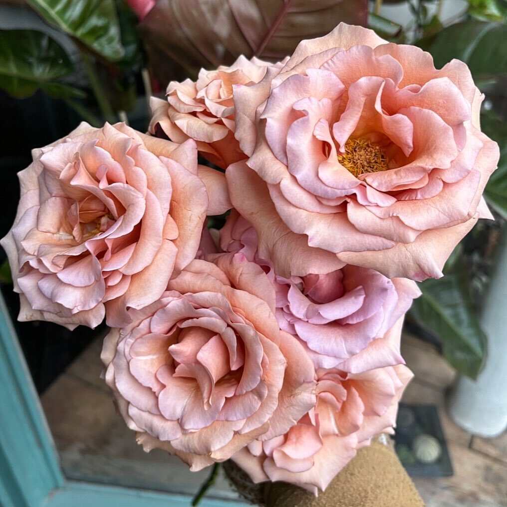 I&rsquo;m in love with the moccachino ☕️🤎🍂

 #moccachino #roses #onesixqueens #florist #buckhursthill #floraldesign #mocachino #moccachinoroses #flowerstagram #flowersofinstagram #loughton #chigwell #woodfordgreen #gardenroses #eyecandy #flowershop