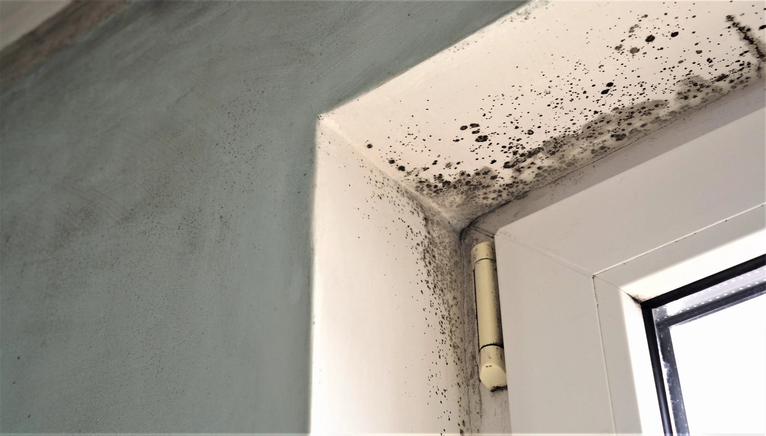 Rydon Update - Black Mould Information