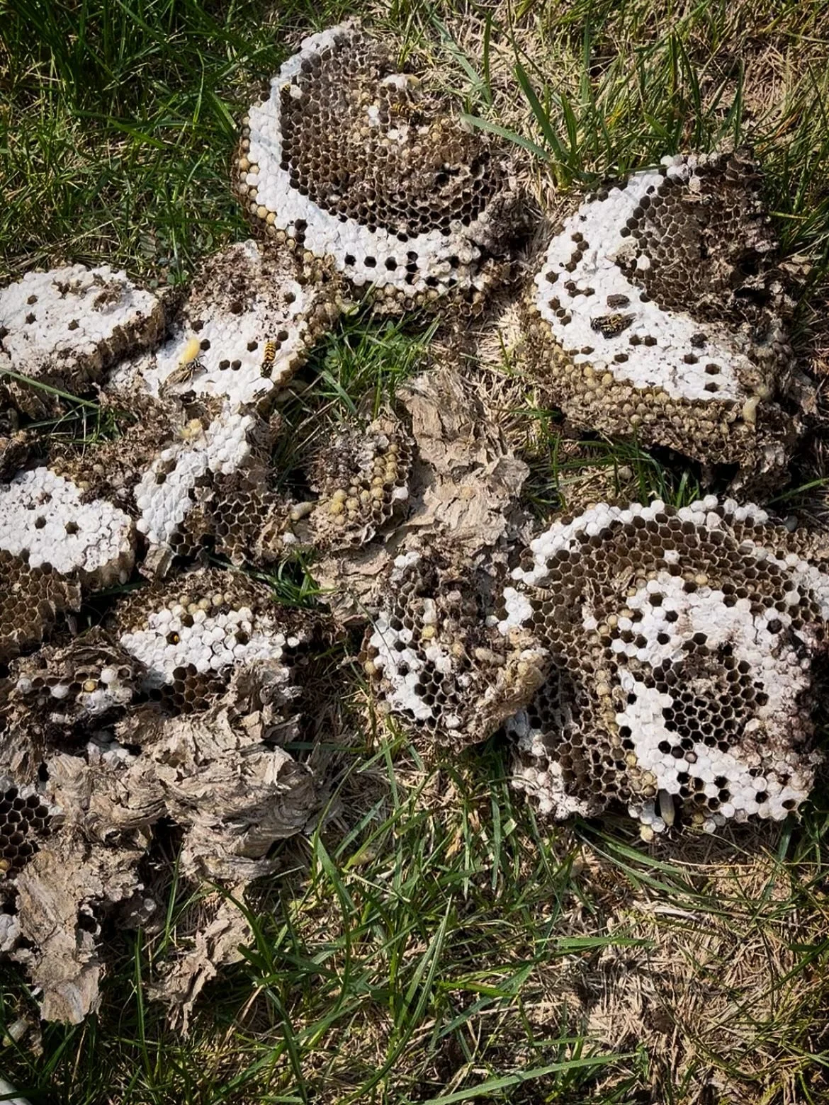 Another day another yellow jacket removal!