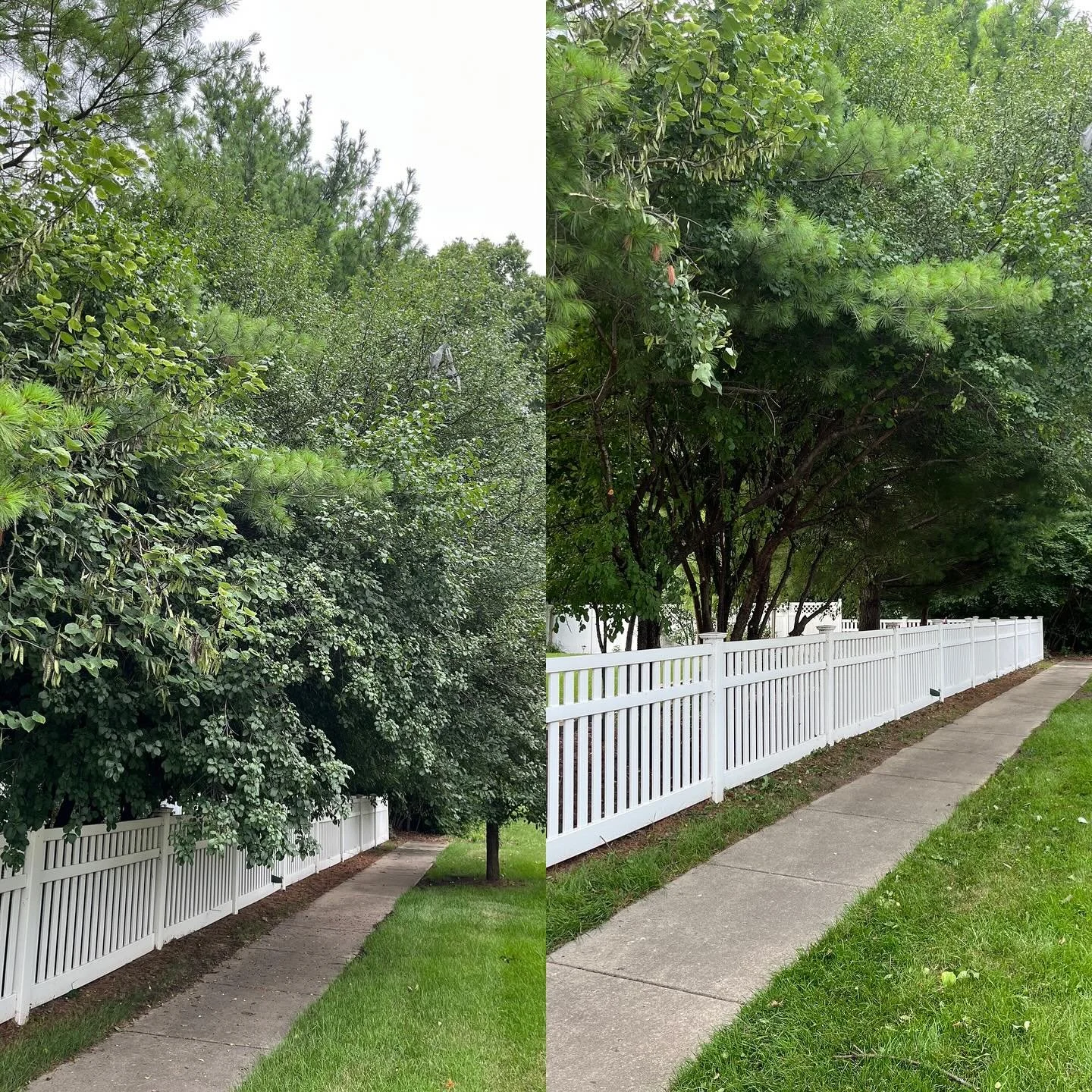 Did some tree trimming today. There was a whole lot more than what was pictured. I was too excited to get started so I forgot to get some before pics of some of the other trees