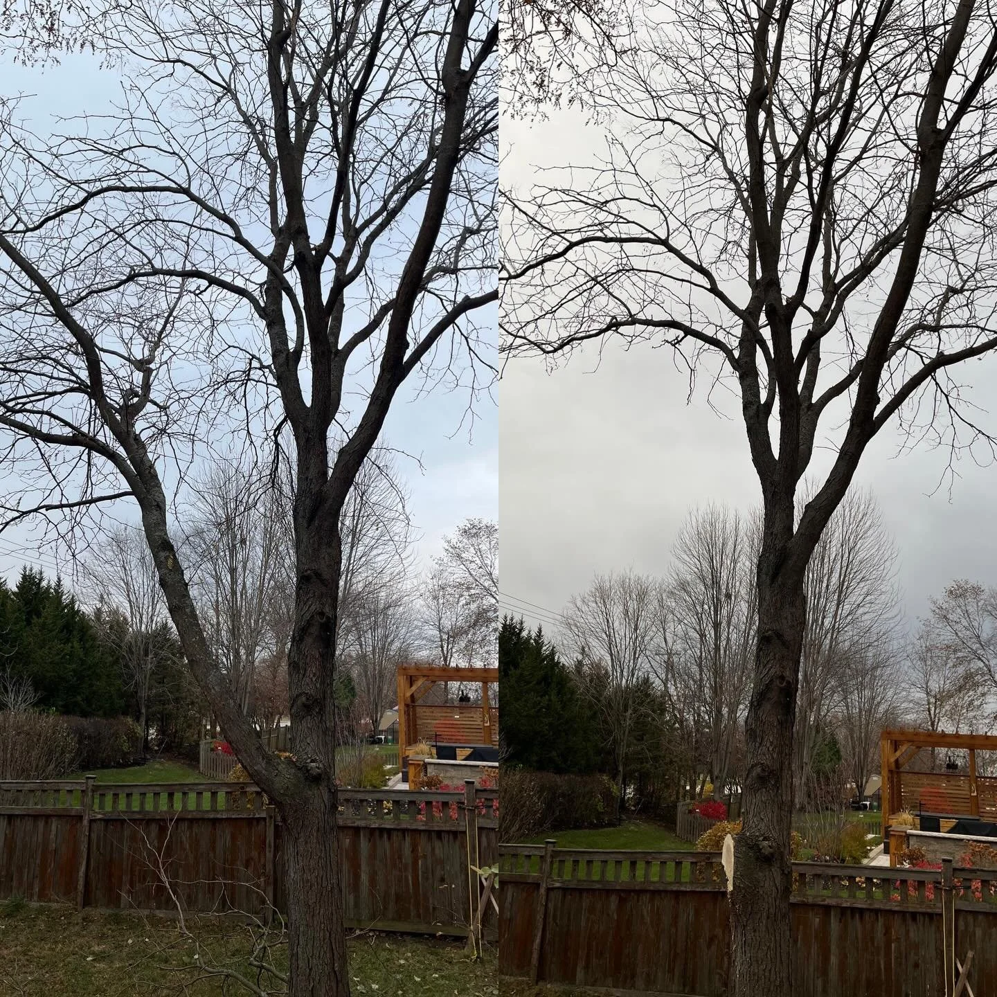 Some light tree trimming before the snow hit