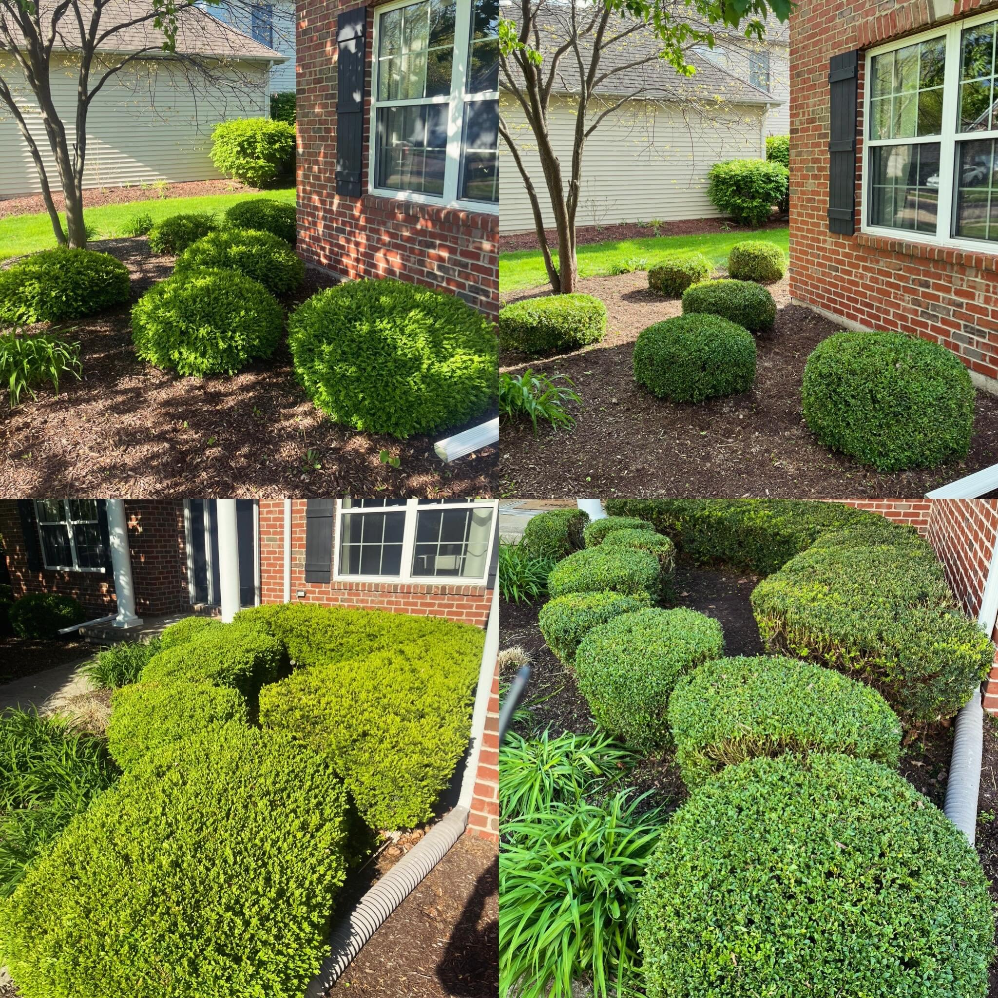 A recent hedging job I&rsquo;ve done recently. Customer was extremely happy. My lower back however? No so much!