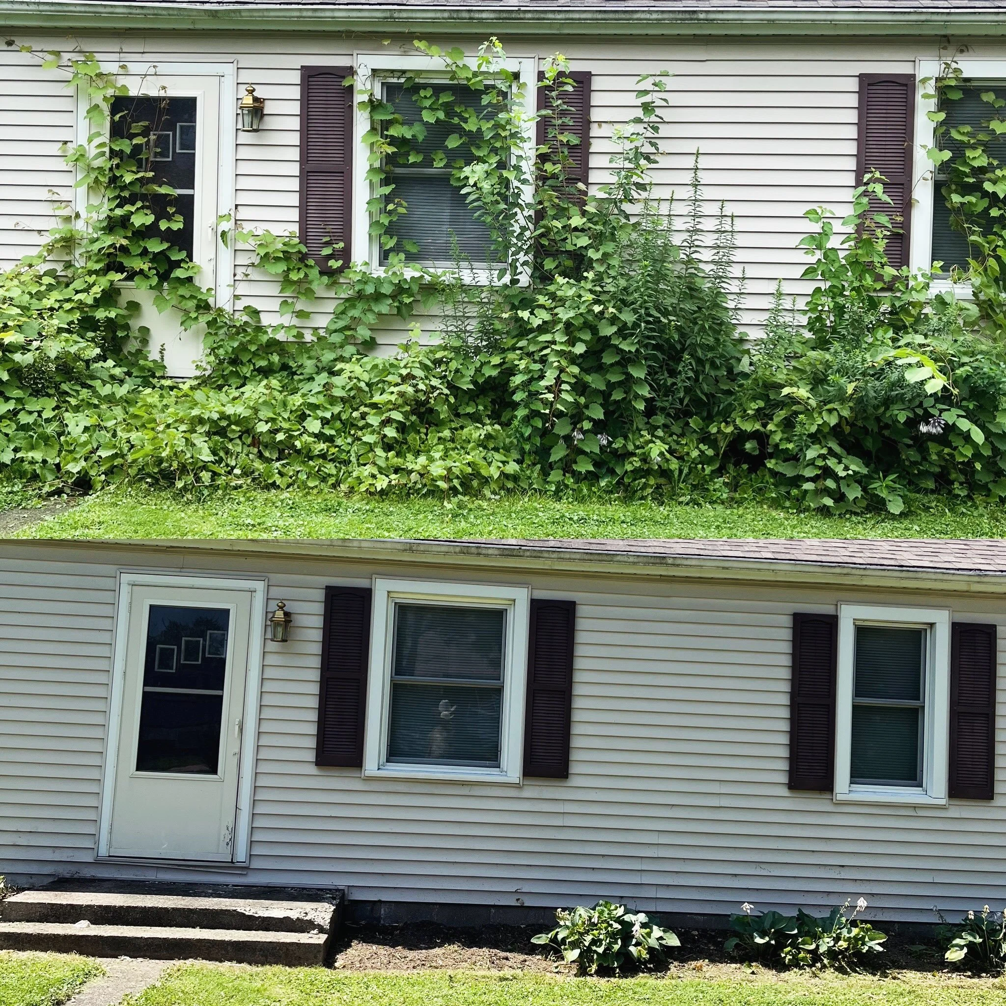 A nice little cleanup. Most of it was ivy so it wasn&rsquo;t as bad as it looked!