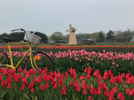 image is of the Waterdrinker Family Farm & Garden during their annual Long Island Tulip Festival.