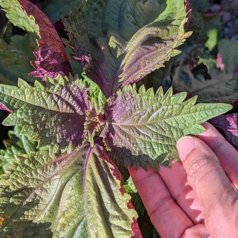 09-hand-with-shiso-leaf-square.jpg