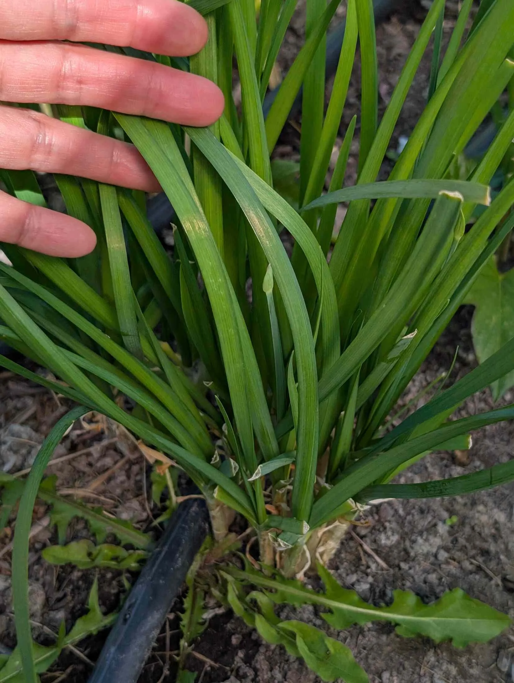 18-hand-with-garlic-chives.jpg