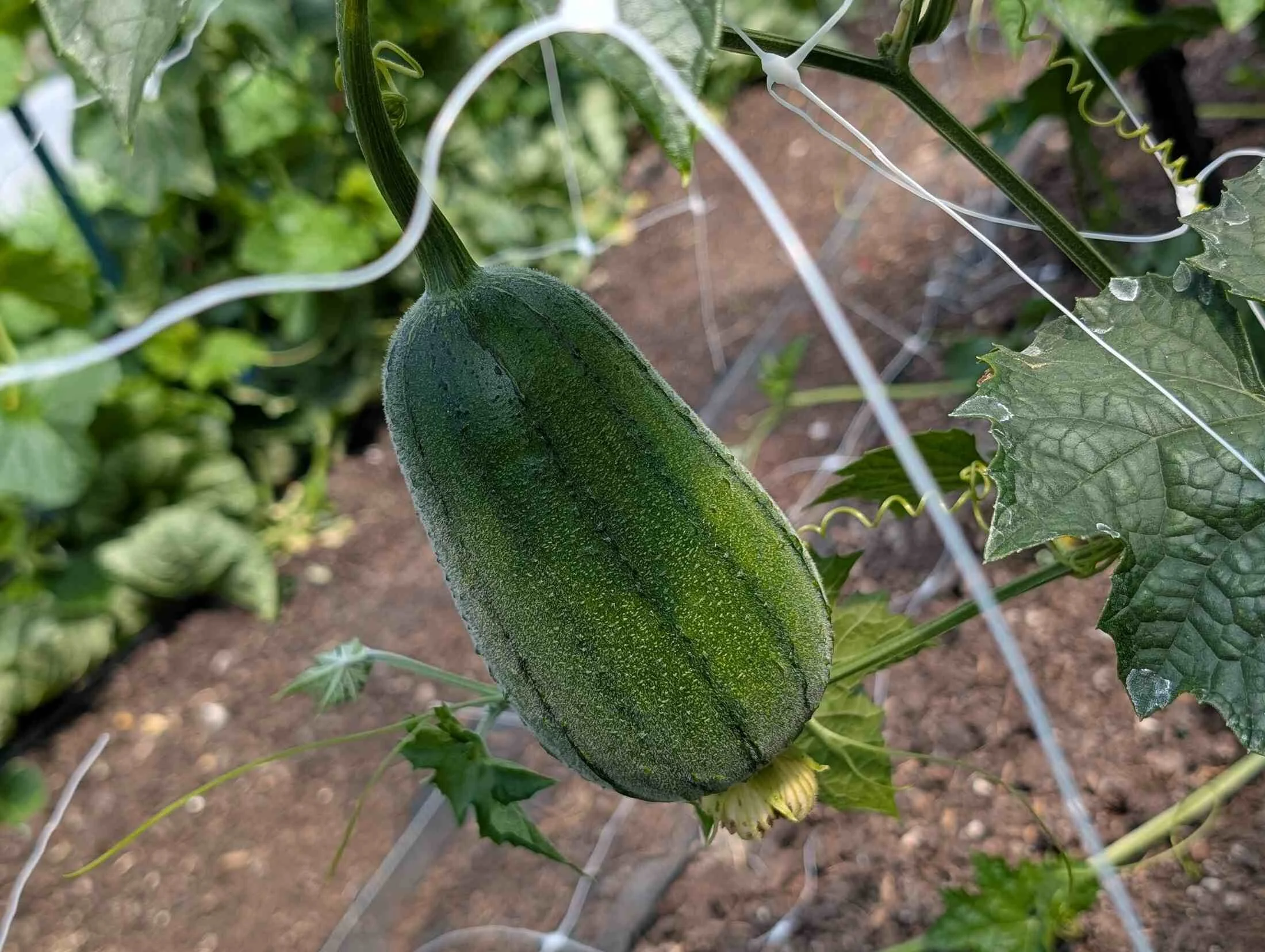 15-kabocha-round-on-vine.jpg