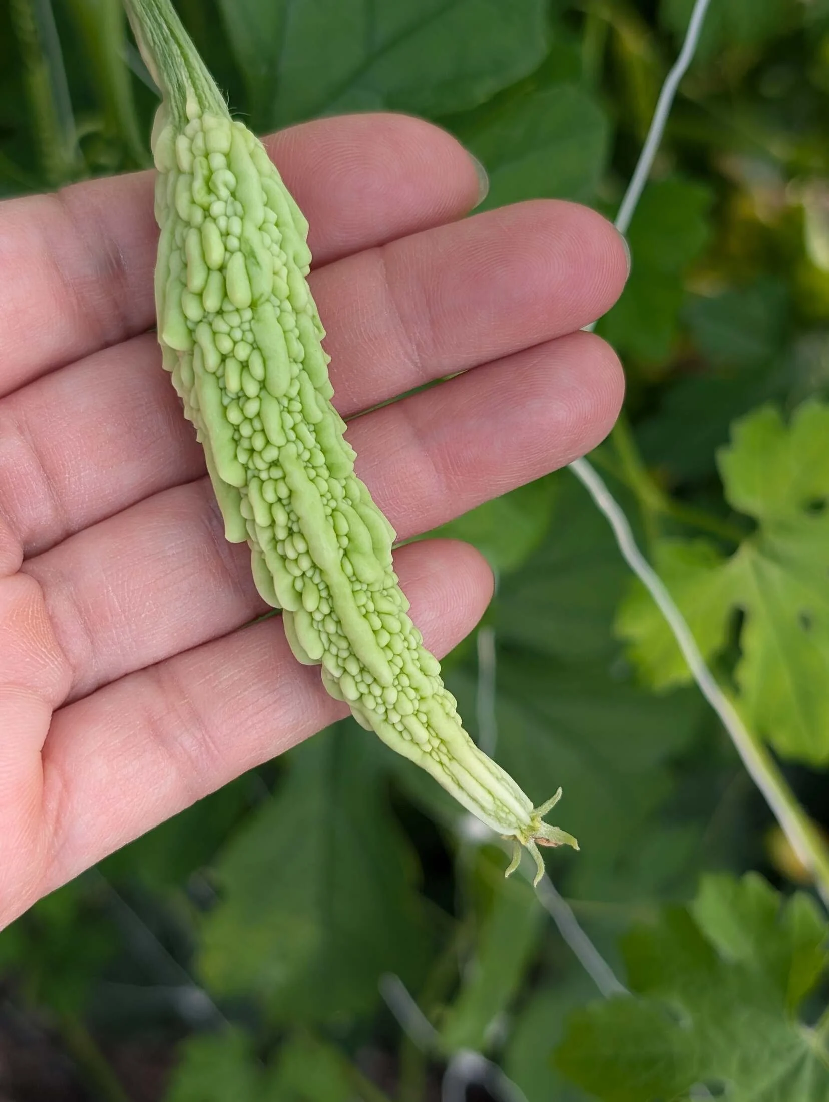 16-hand-with-bitter-melon.jpg