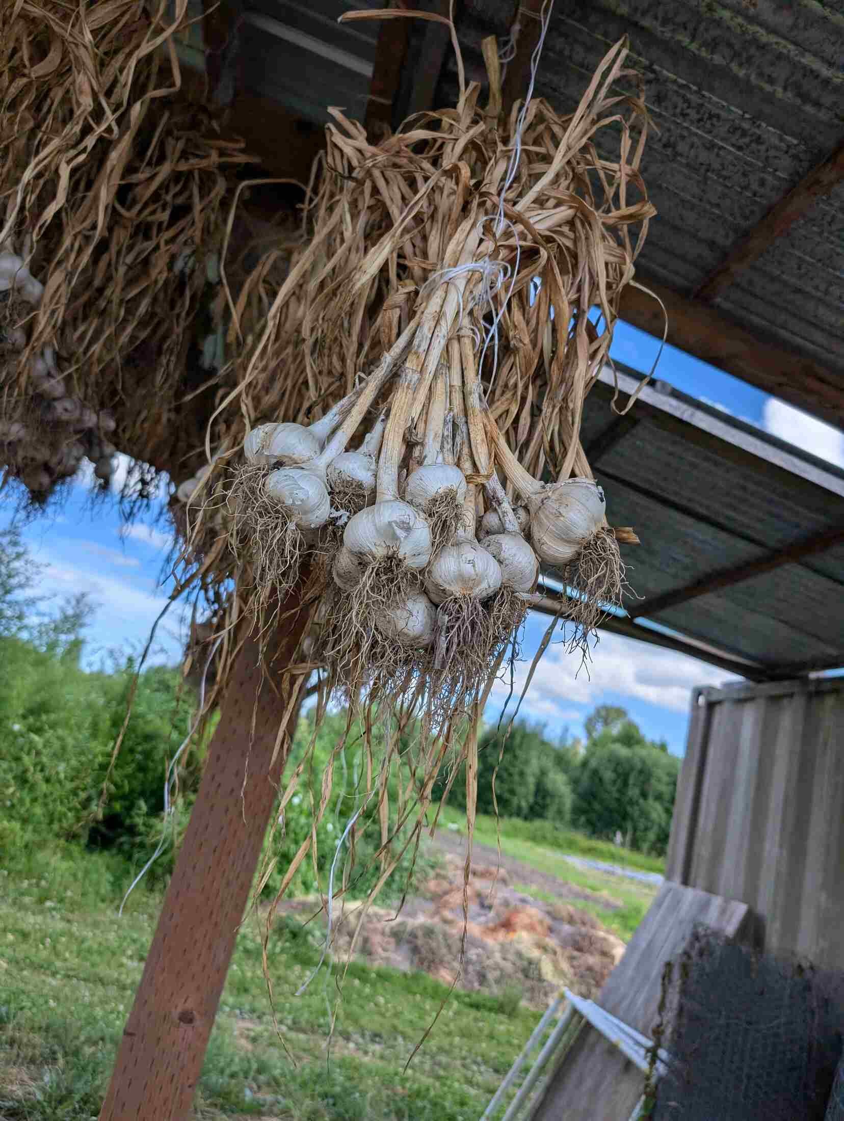 20-garlic-drying-covered-barn.jpg