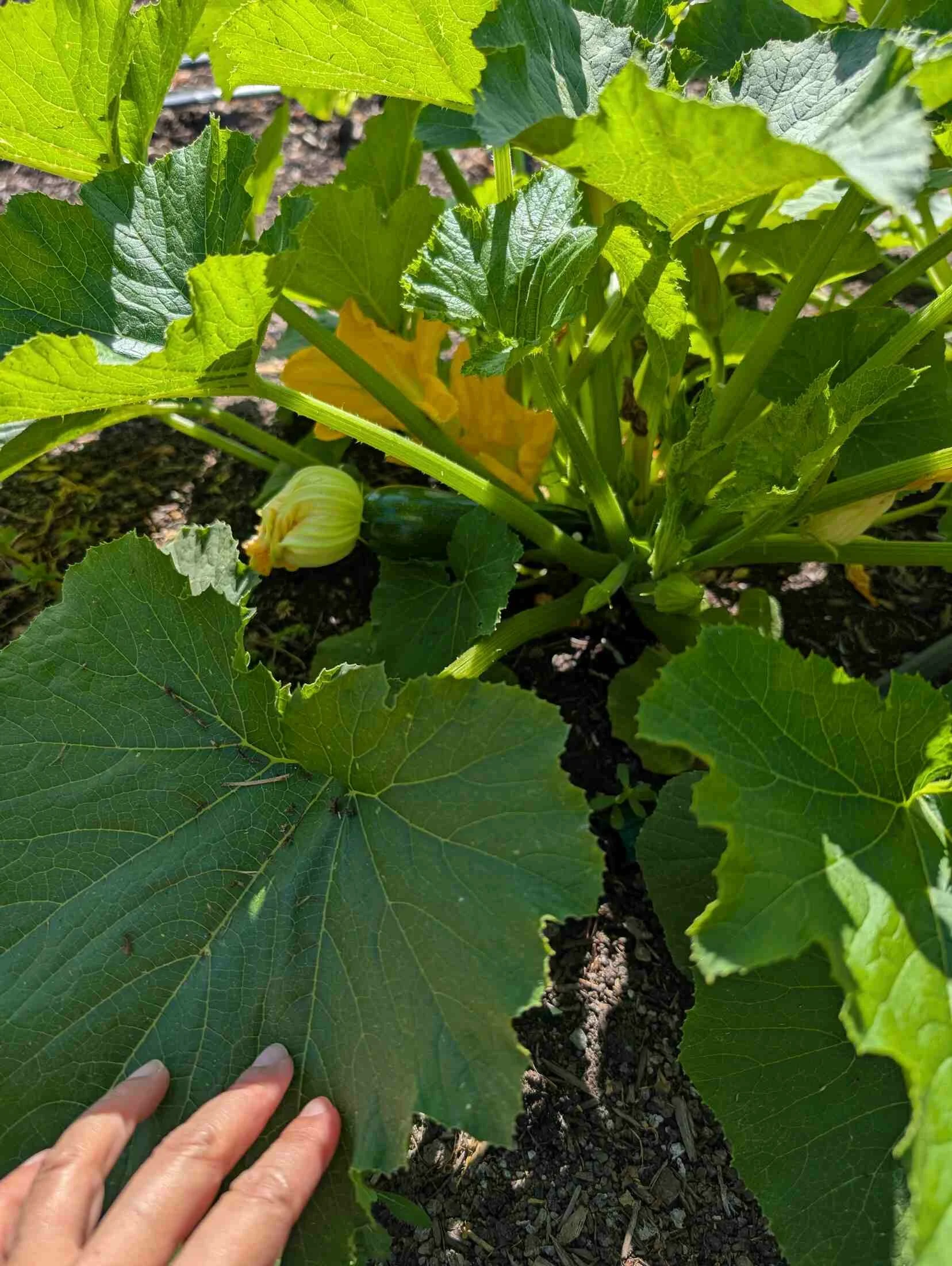 04-hand-with-bei-bei-pumpkin-blossom.jpg