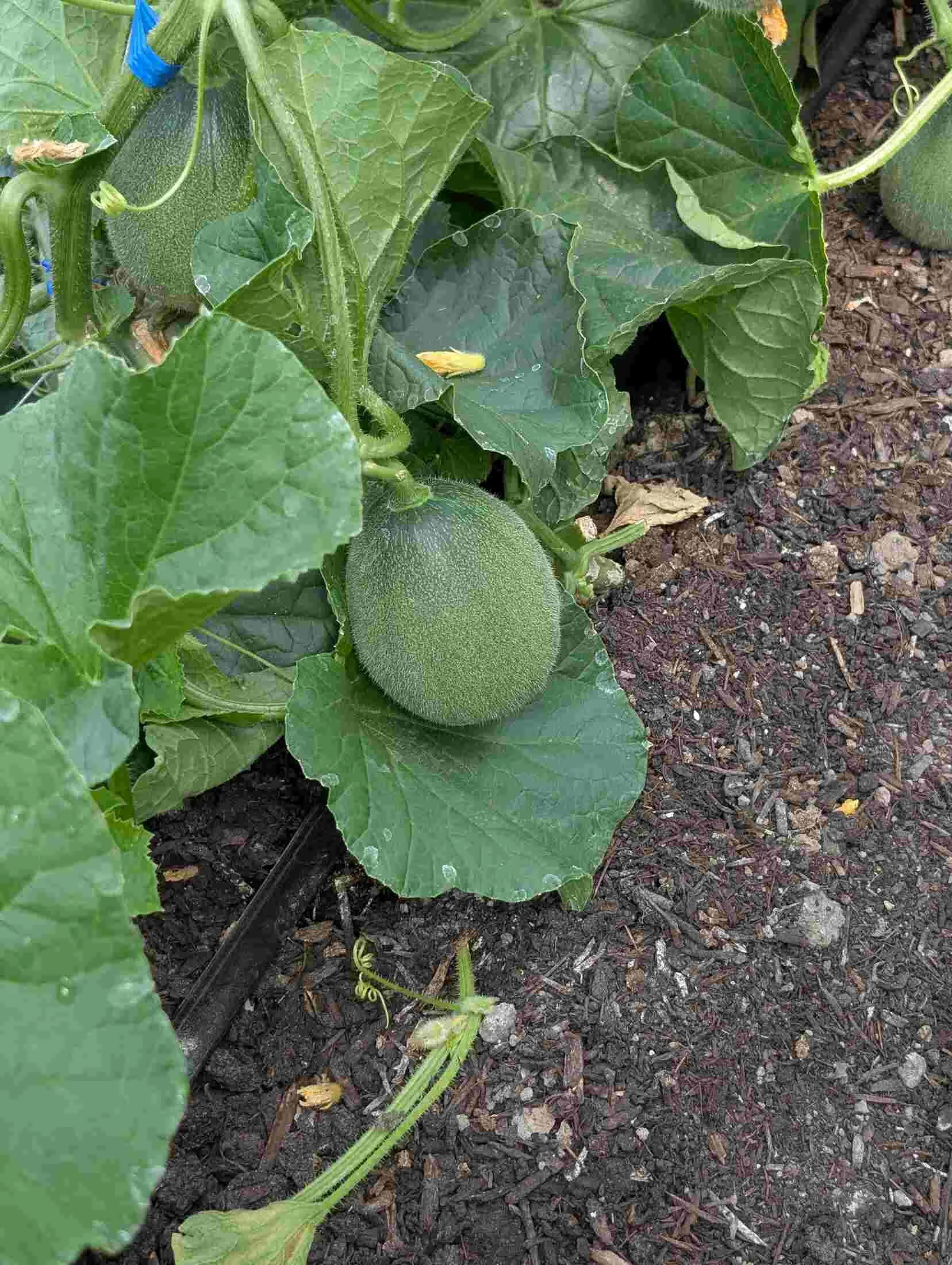 17-kabocha-closeup-vine.jpg