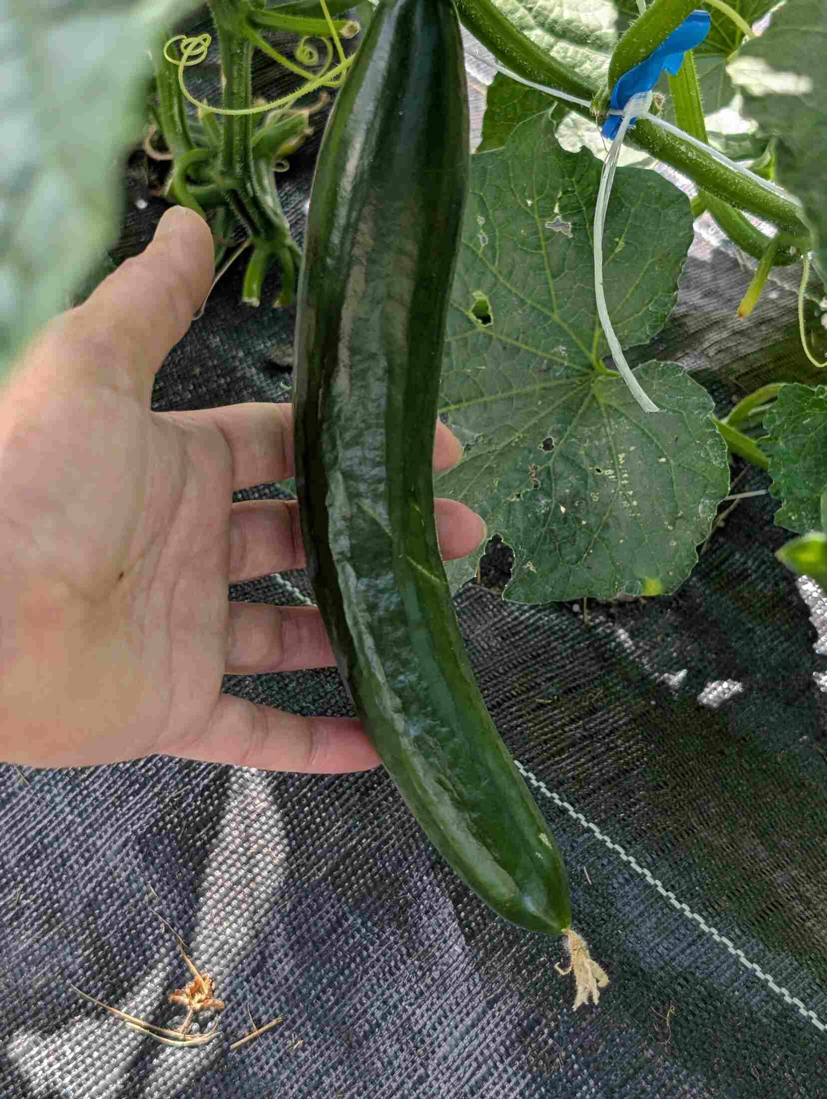19-hand-with-long-green-vegetable-unconfirmed.jpg