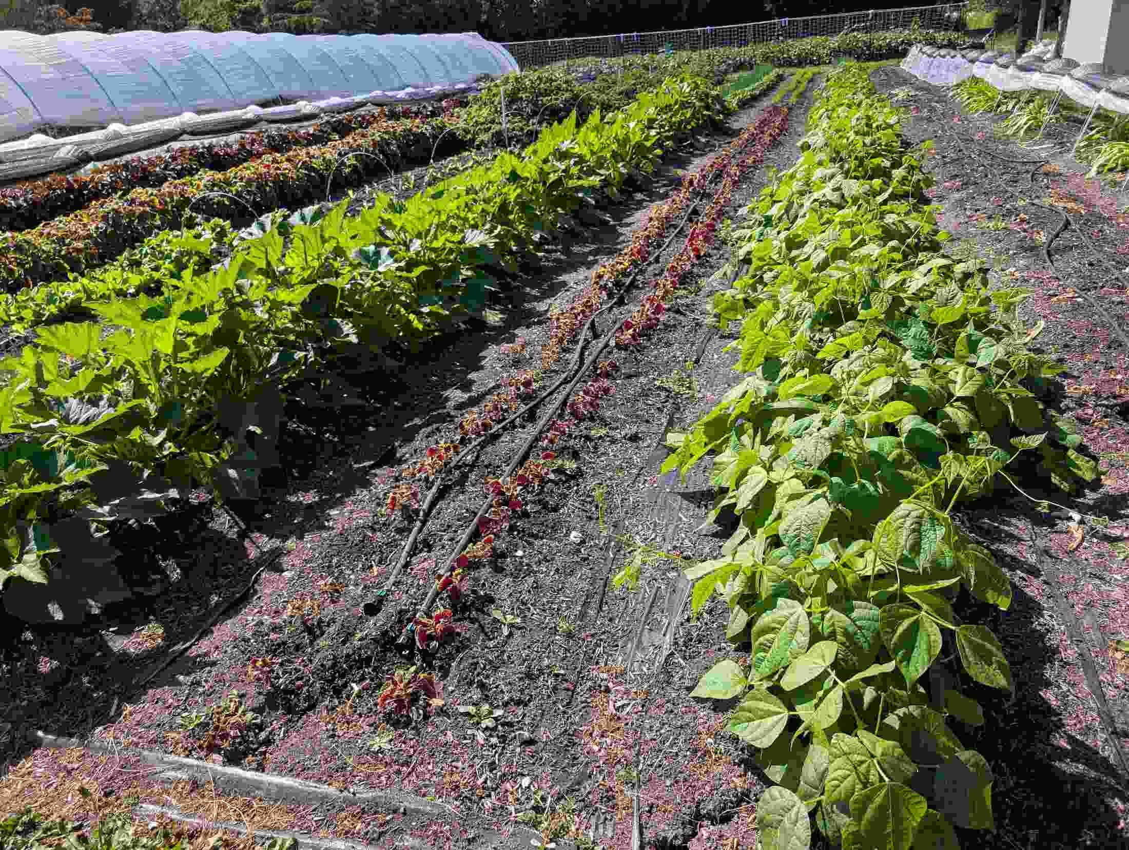 03-farm-rows-kabocha-beans-hoophouses.jpg