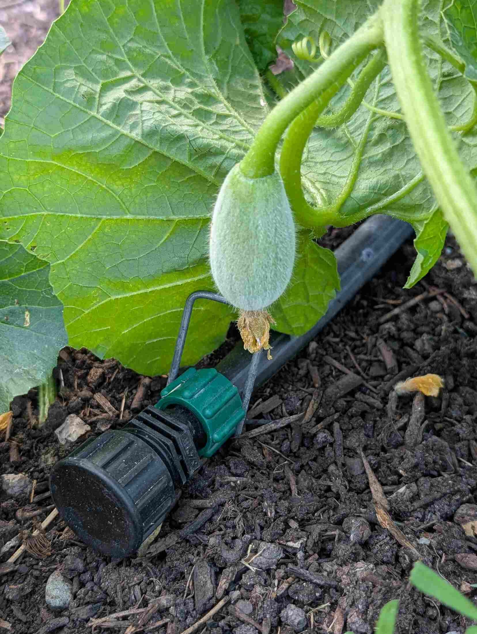 13-young-kabocha-on-drip-line.jpg