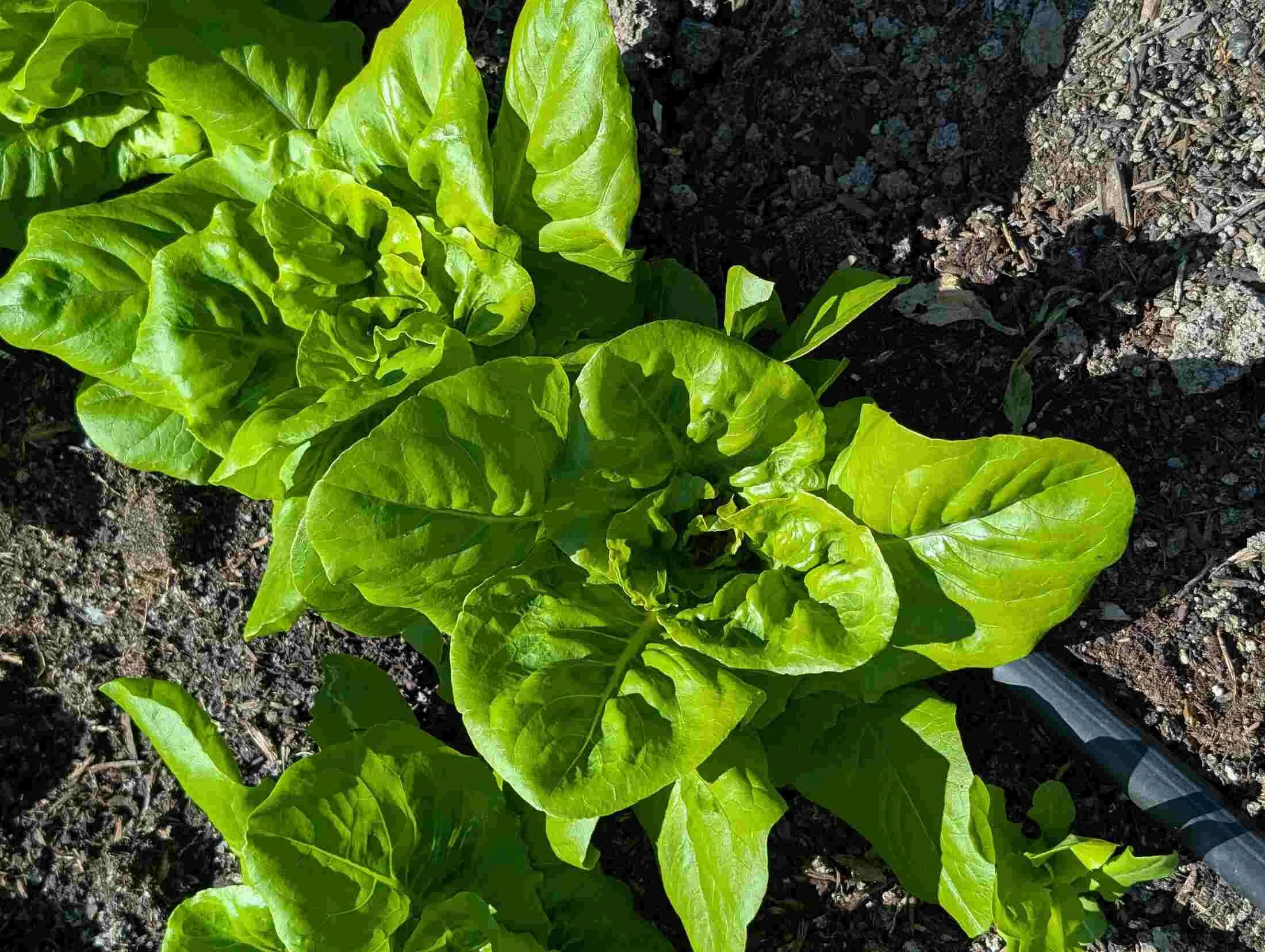 05-butter-lettuce-closeup.jpg